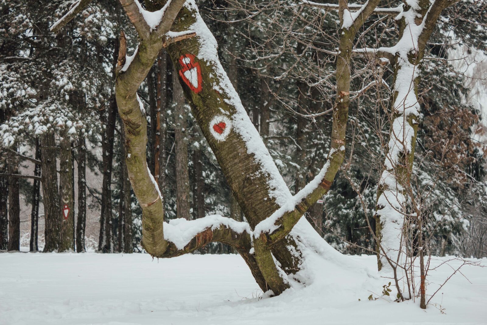Canon EF-S 18-55mm F3.5-5.6 IS sample photo. Tree, altitude, mountain climbing photography