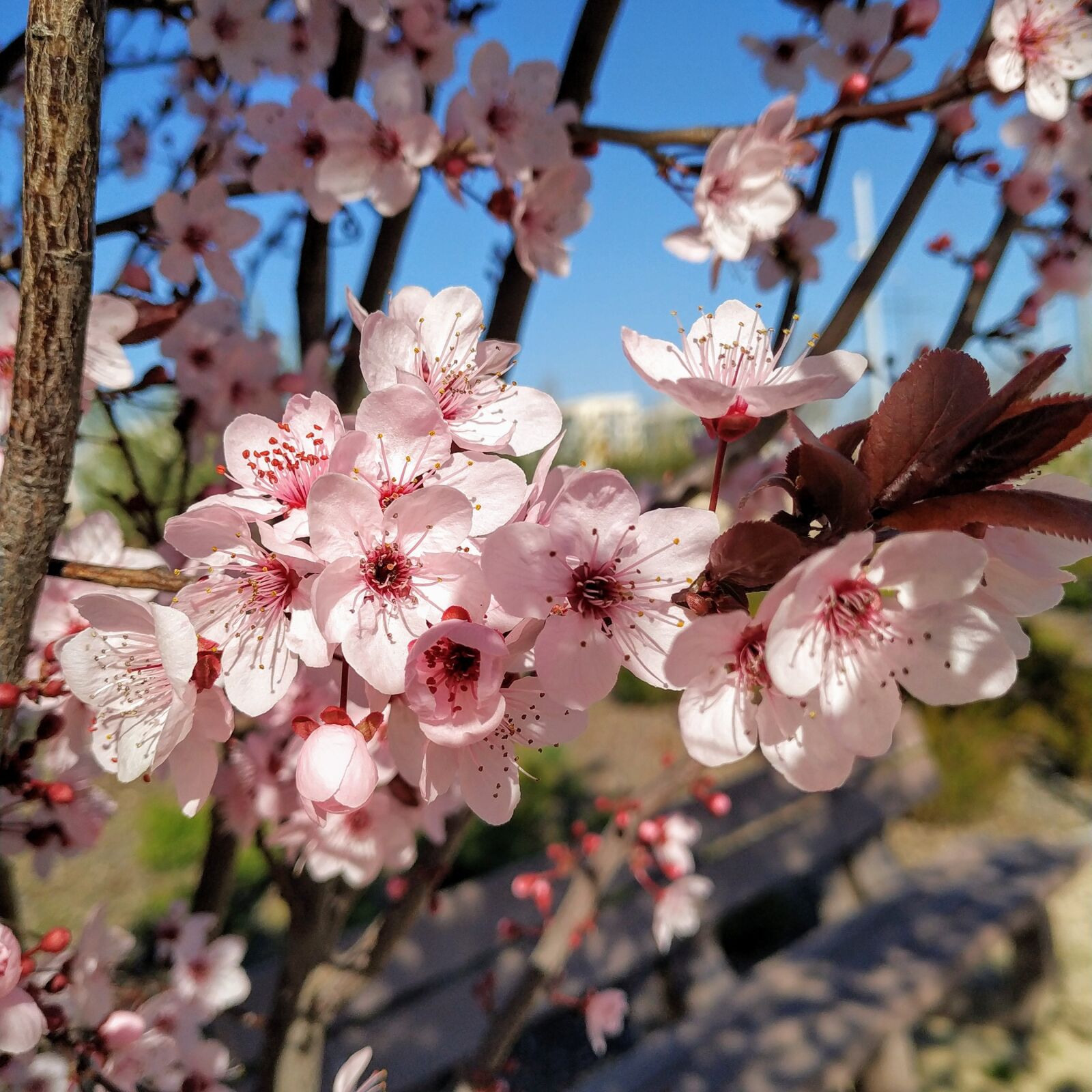 Xiaomi Mi A2 sample photo. Flow, spring, flowers photography