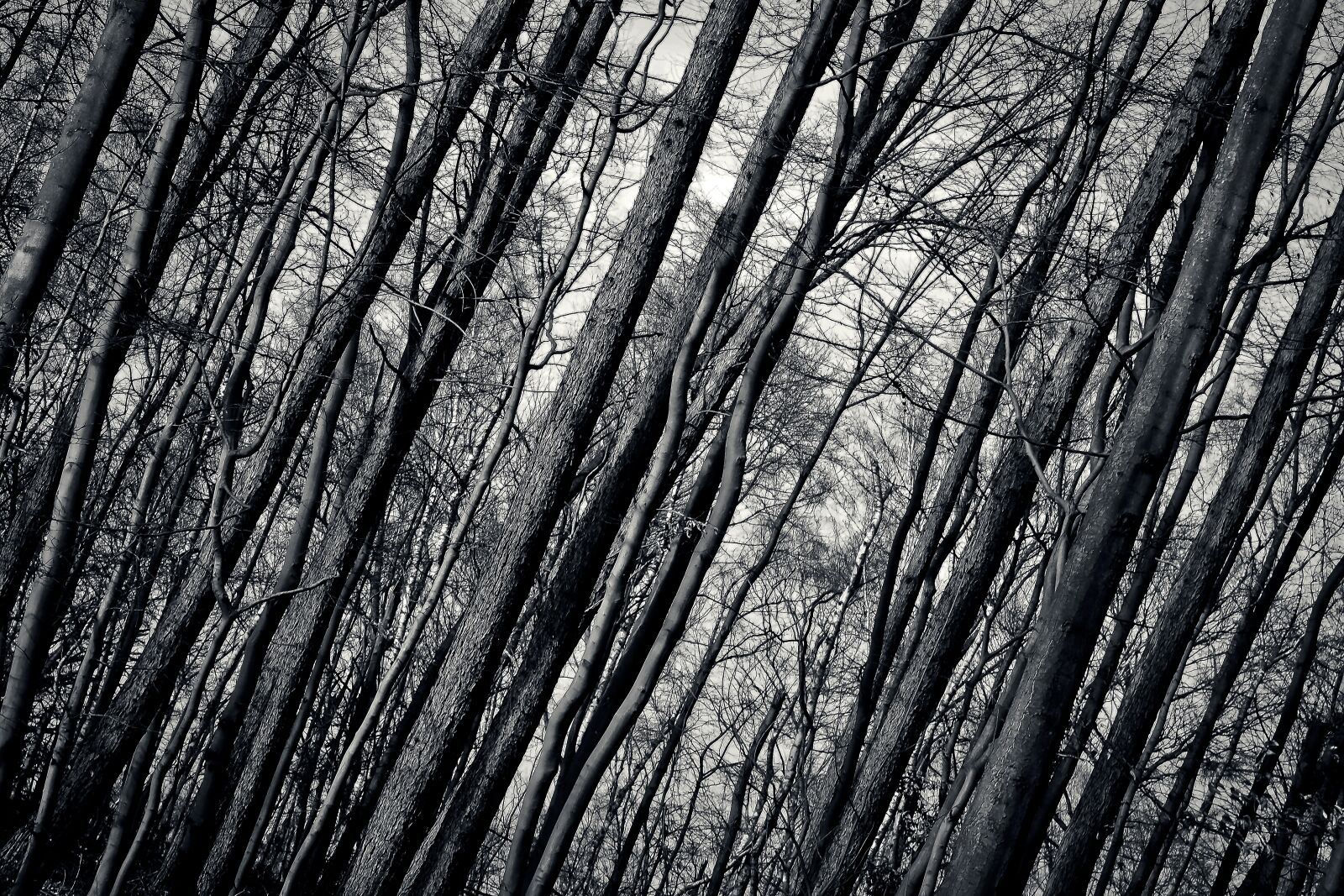 Olympus OM-D E-M10 sample photo. Forest, trees, nature photography