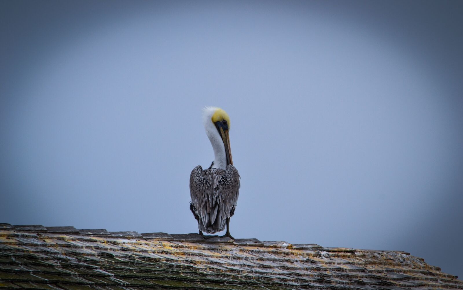 Nikon D3100 sample photo. Pélikan, bird, pelikan photography