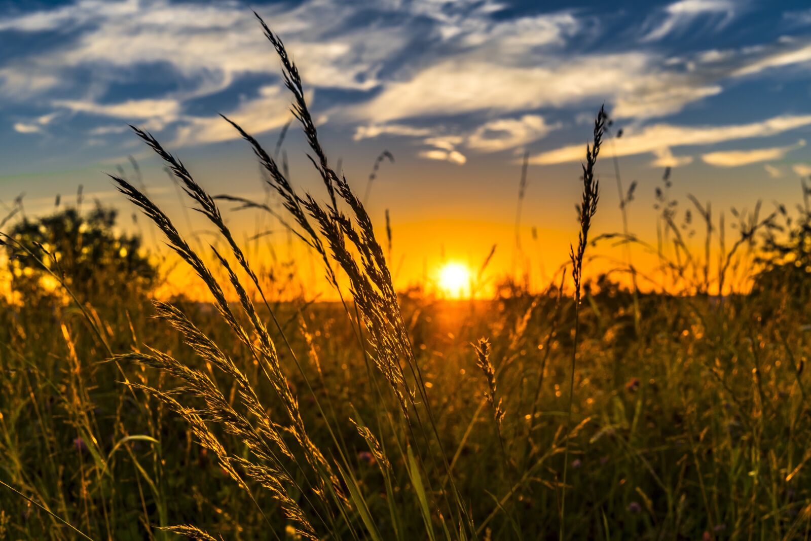 Sony a6300 + Sigma 30mm F2.8 EX DN sample photo. Summer, sunset, meadow photography