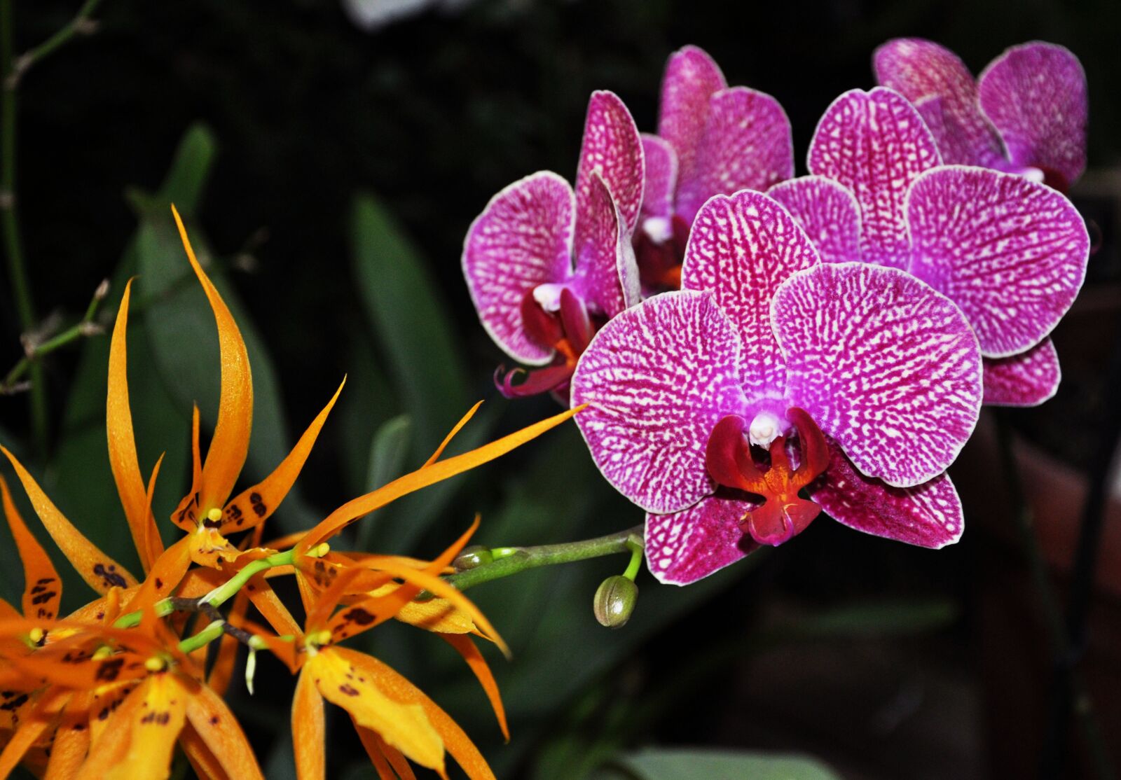 Nikon D5000 sample photo. Nature, color, colorful photography
