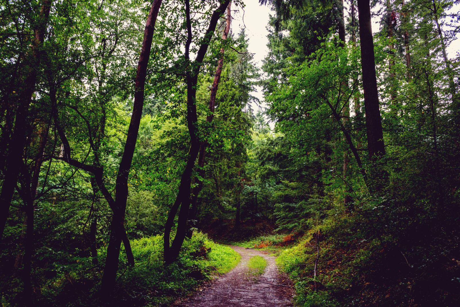 Canon EOS 600D (Rebel EOS T3i / EOS Kiss X5) sample photo. Forest, path, nature photography