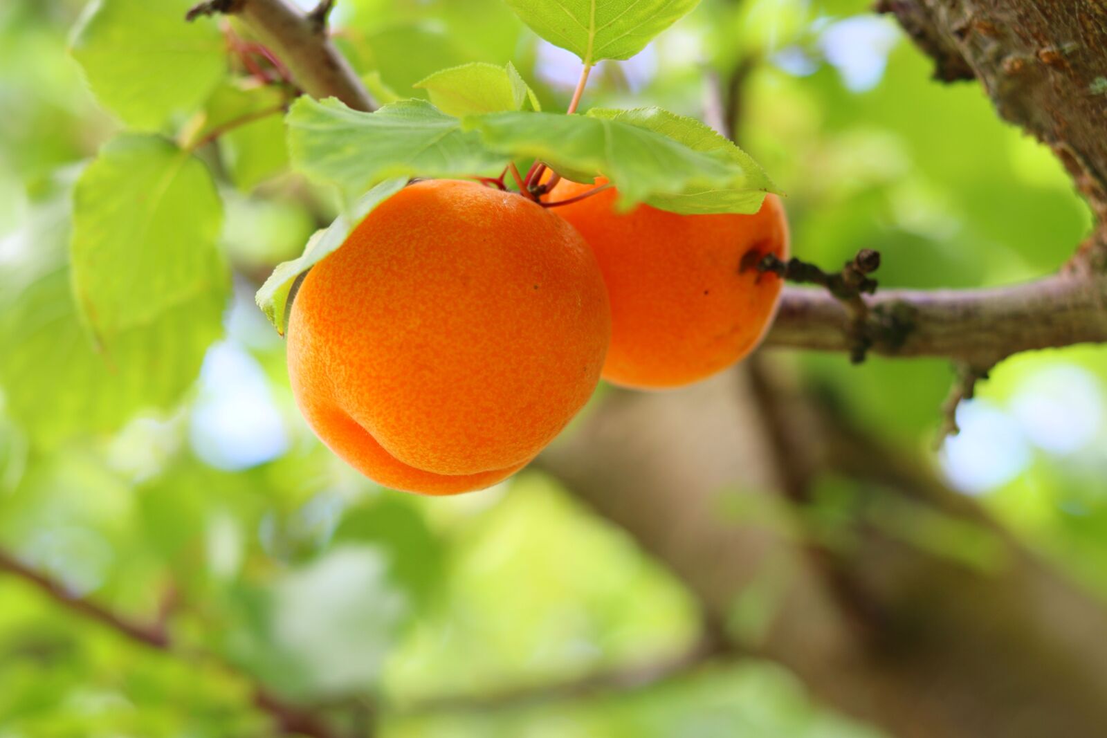 Canon EF 50mm F1.8 STM sample photo. Fruit, apricots, nature photography