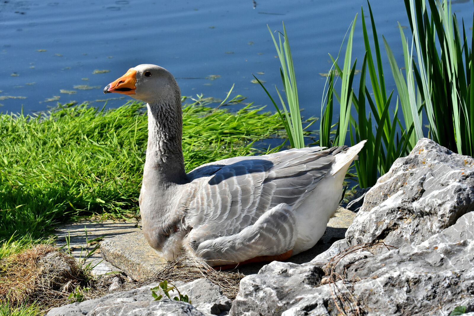 Nikon D7200 sample photo. Goose, water bird, pond photography
