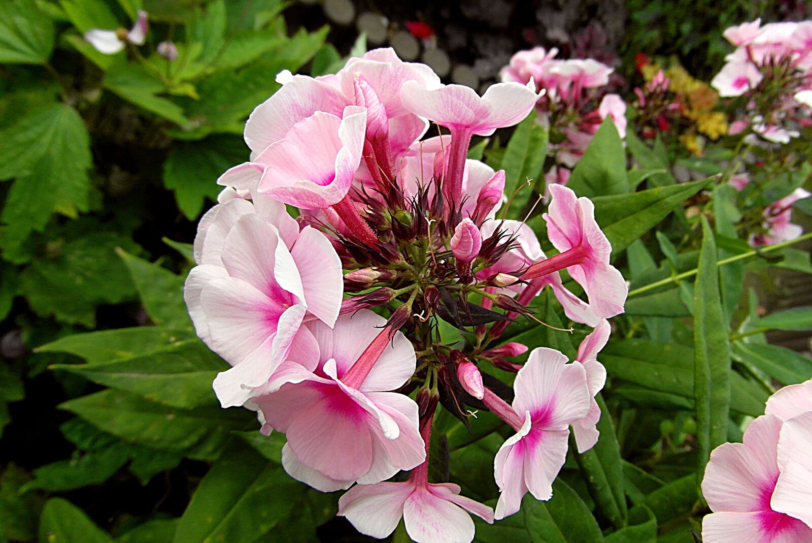 Samsung WB750 sample photo. Flowers, floksy, garden photography