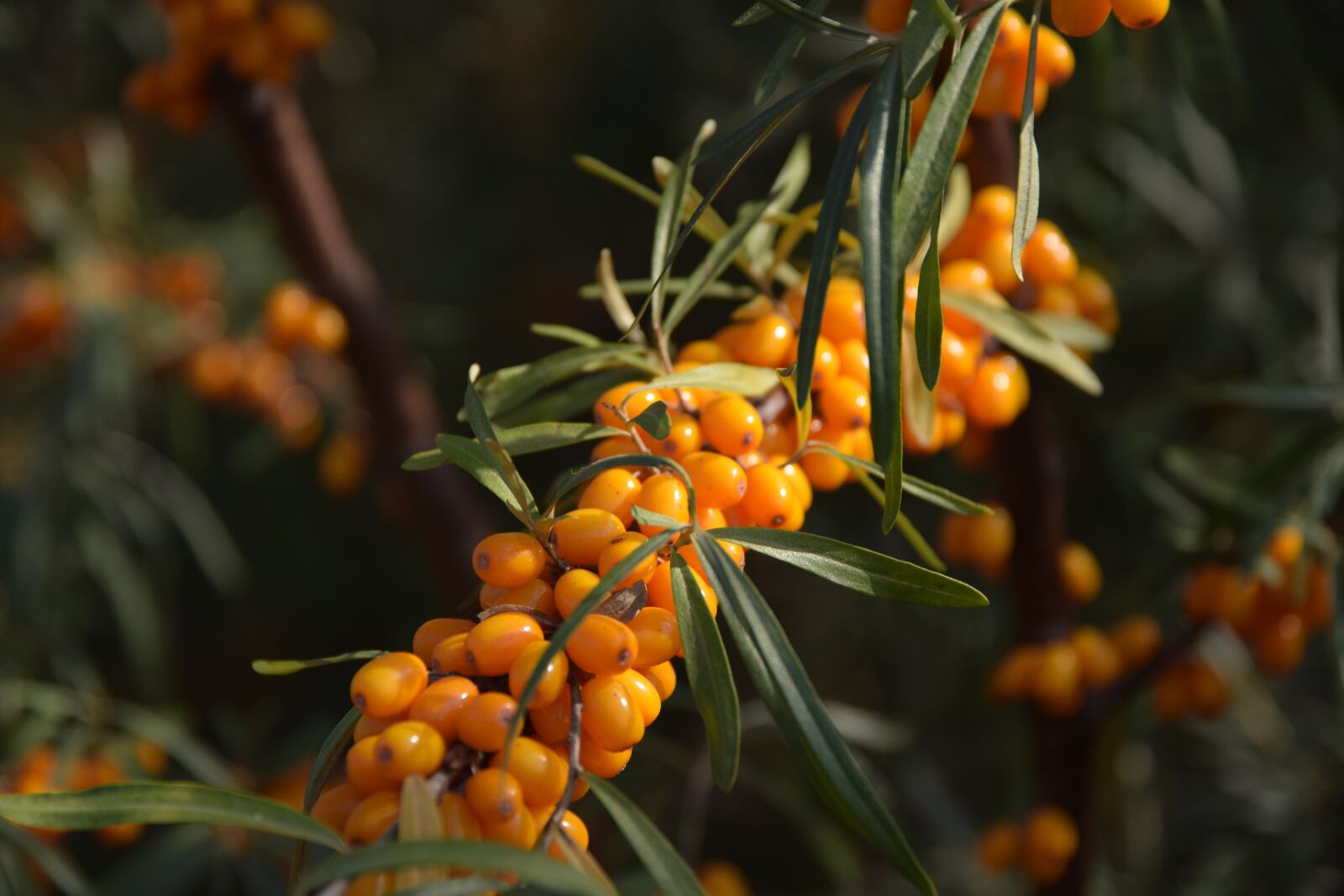Nikon D5300 sample photo. Sea-buckthorn, sprig, branch photography