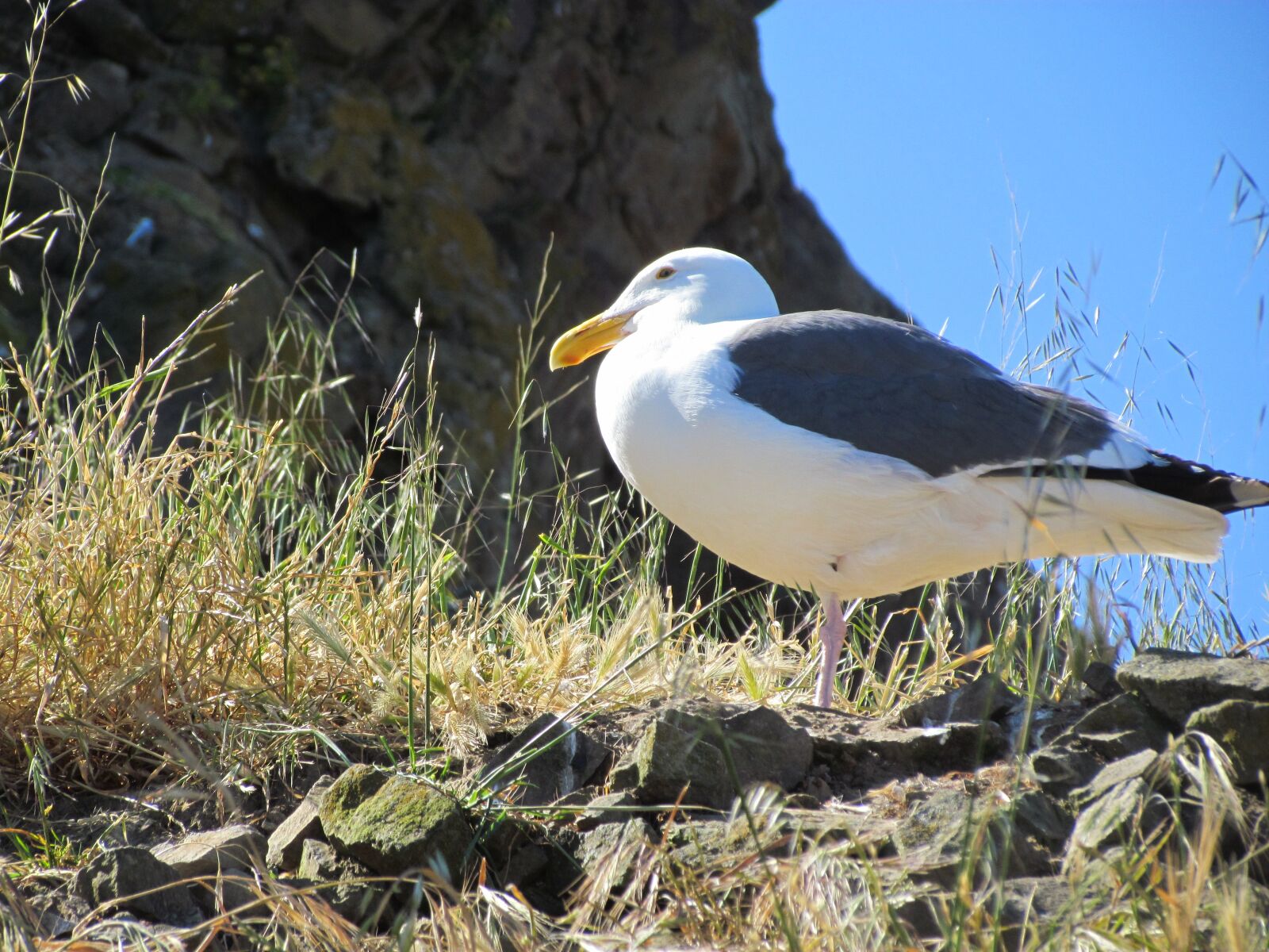 Canon PowerShot SX30 IS sample photo. Seagull, rocks, nature photography