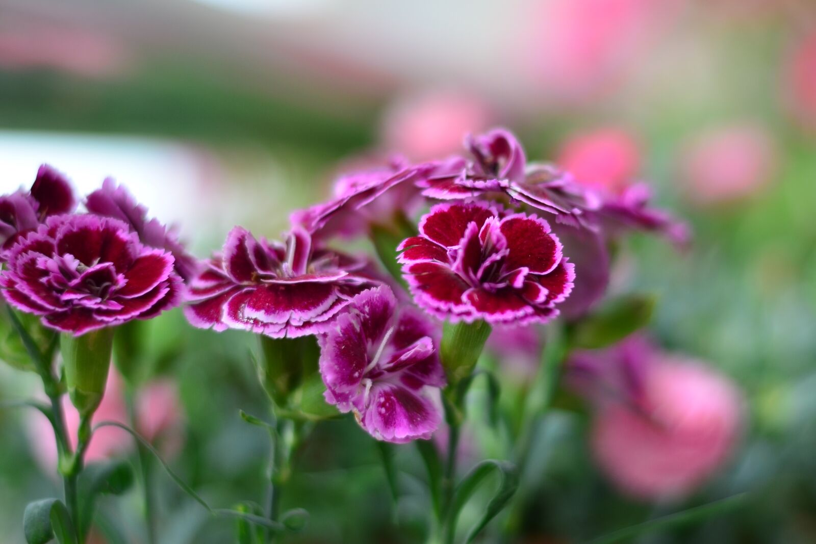 Nikon D5100 sample photo. Flower, green, plant photography