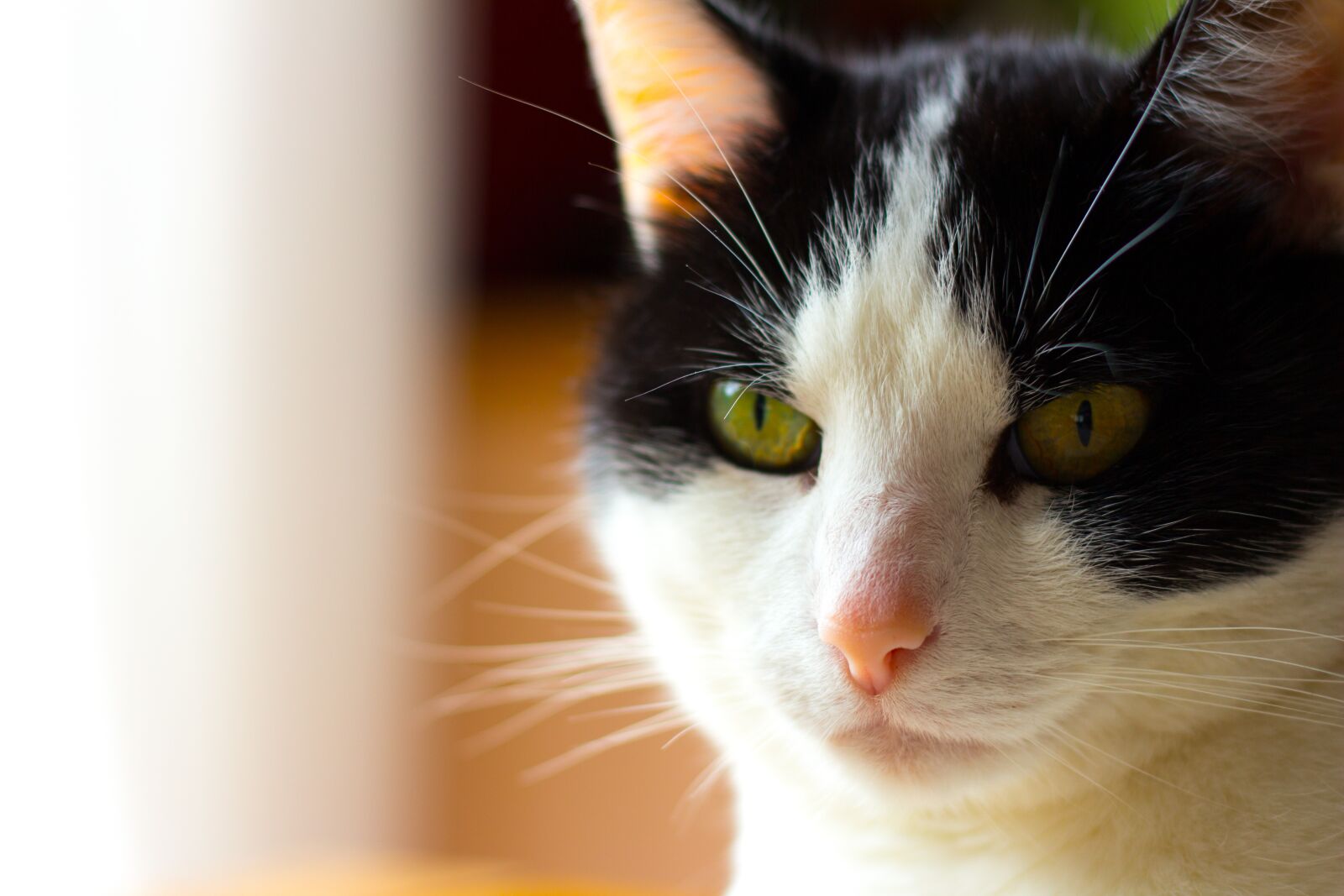Canon EOS 100D (EOS Rebel SL1 / EOS Kiss X7) sample photo. Cat, animals, cat's eyes photography