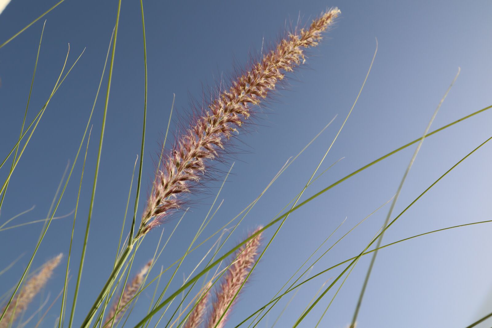 Canon EOS M50 (EOS Kiss M) sample photo. Stem, wild, nature photography