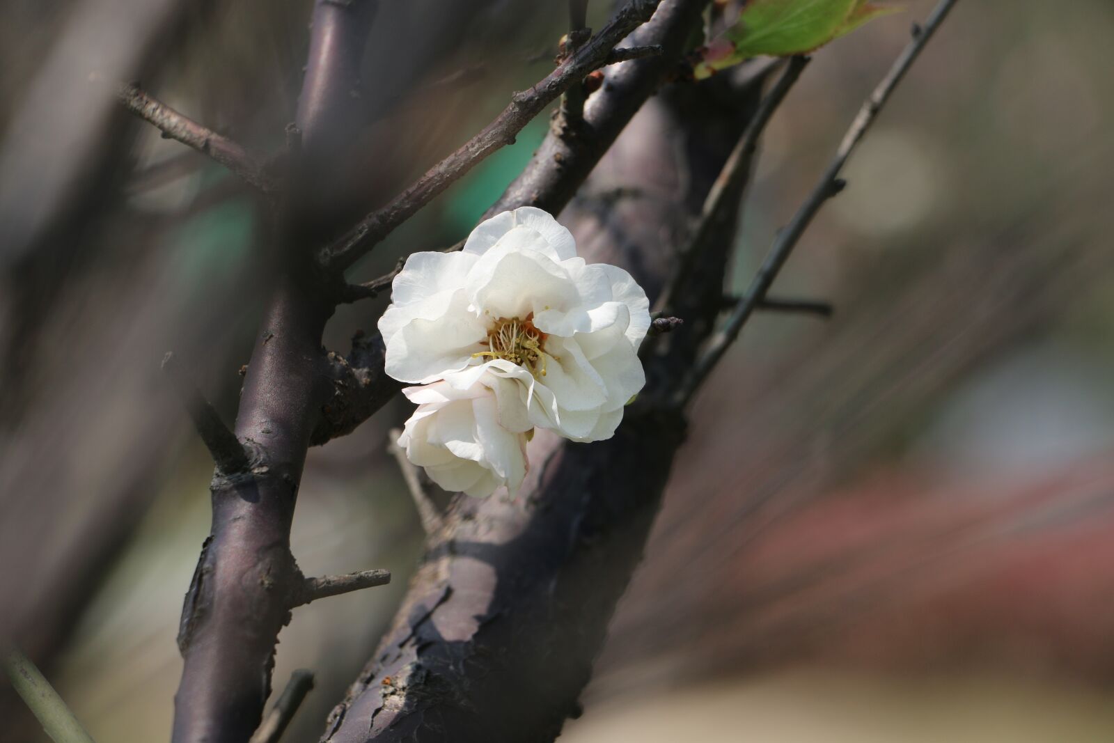 Canon EOS 70D sample photo. Cherry blossoms, plant, spring photography
