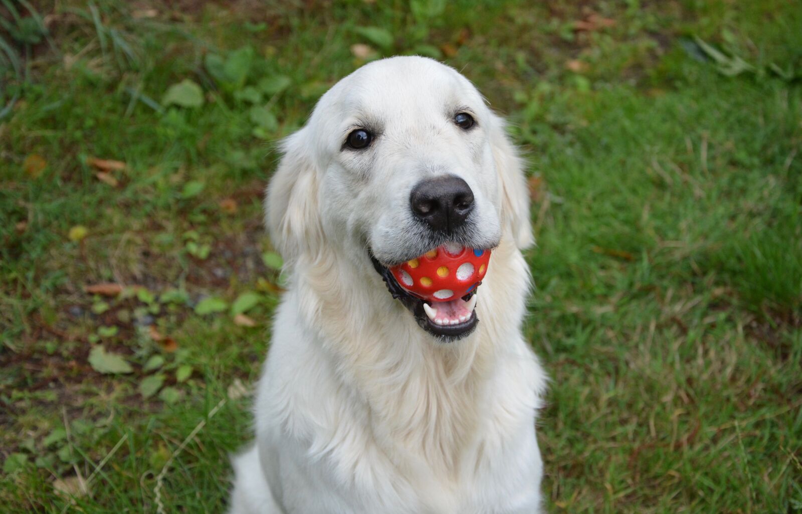Nikon D5200 sample photo. Dog, golden retriever, bitch photography