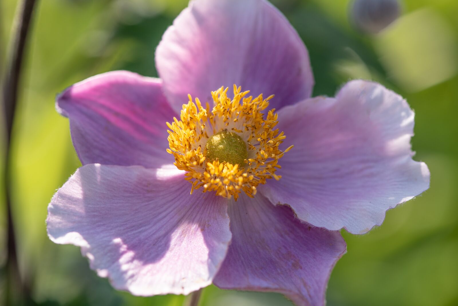 Nikon D750 sample photo. Japanese anemone, anemone, flower photography