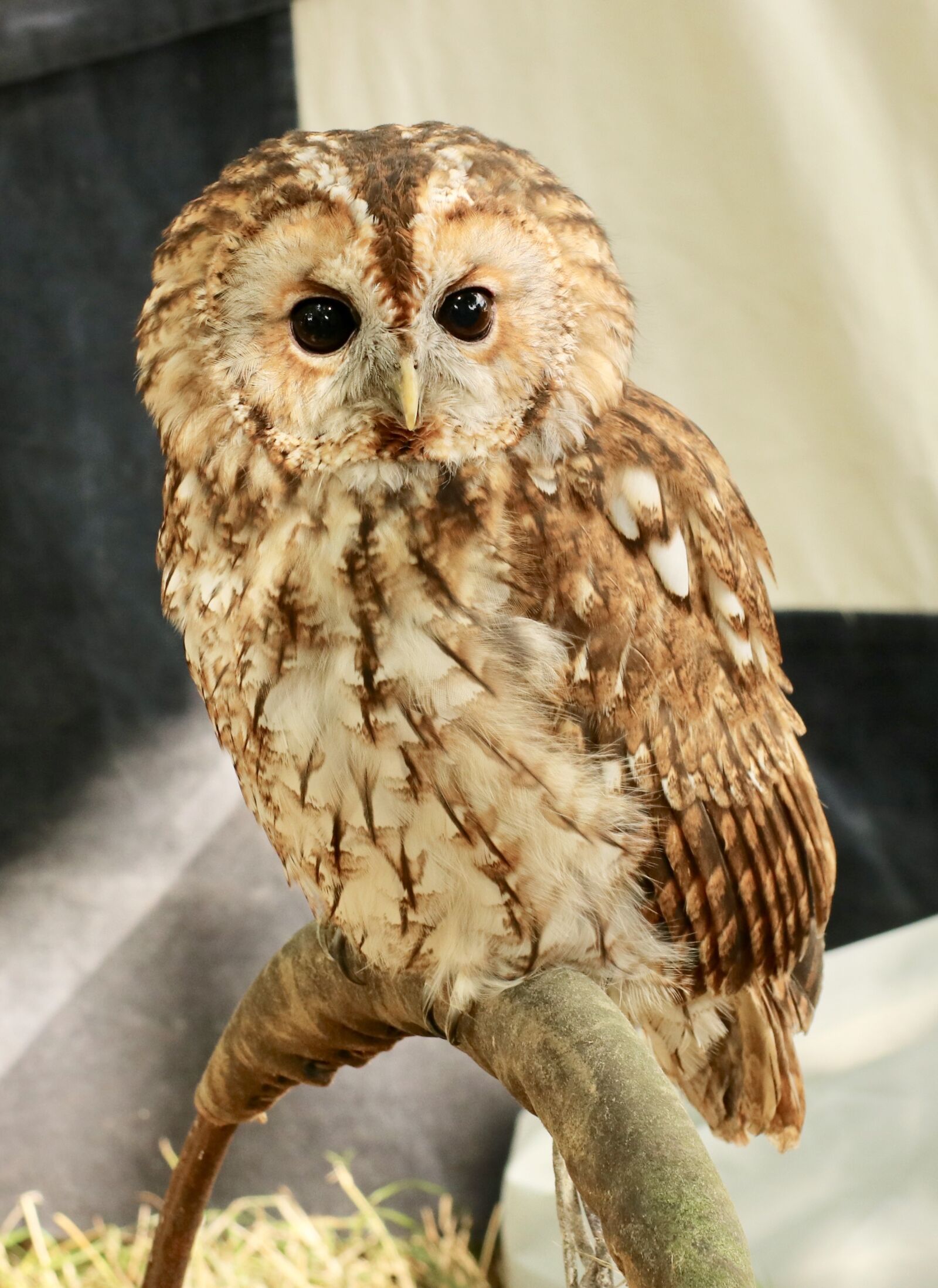 Canon EF-S 17-85mm F4-5.6 IS USM sample photo. Tawny, owl, bird photography
