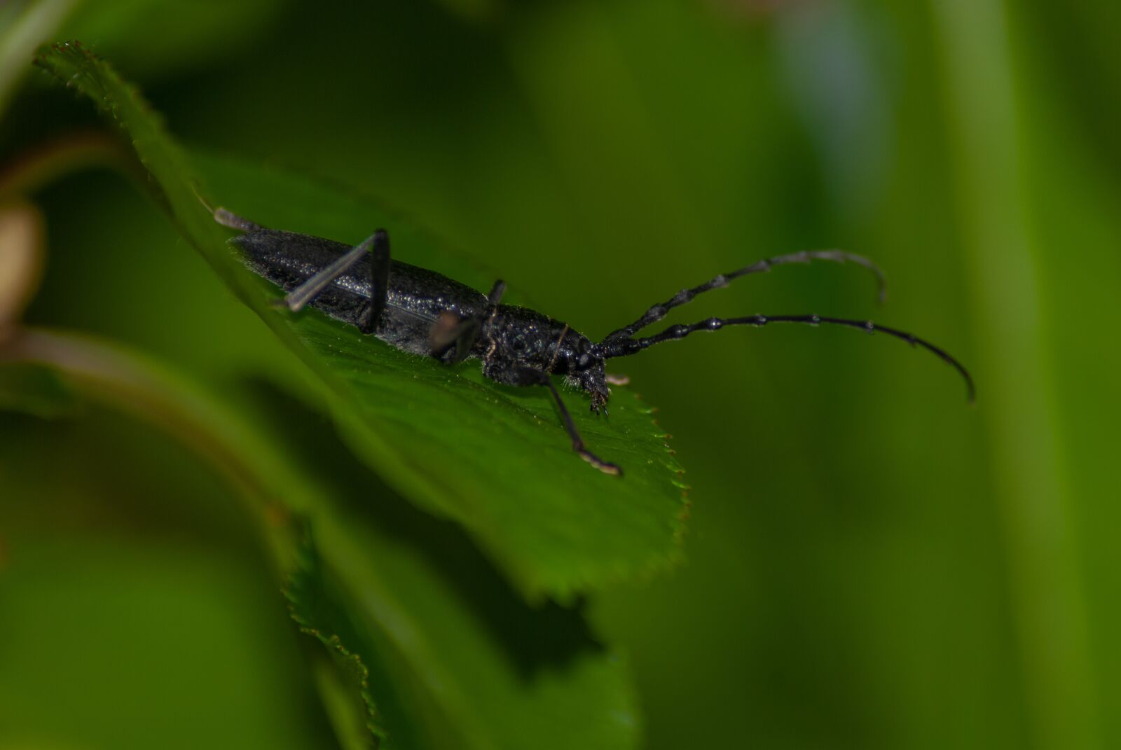Nikon D60 sample photo. Bug, insect, animal photography