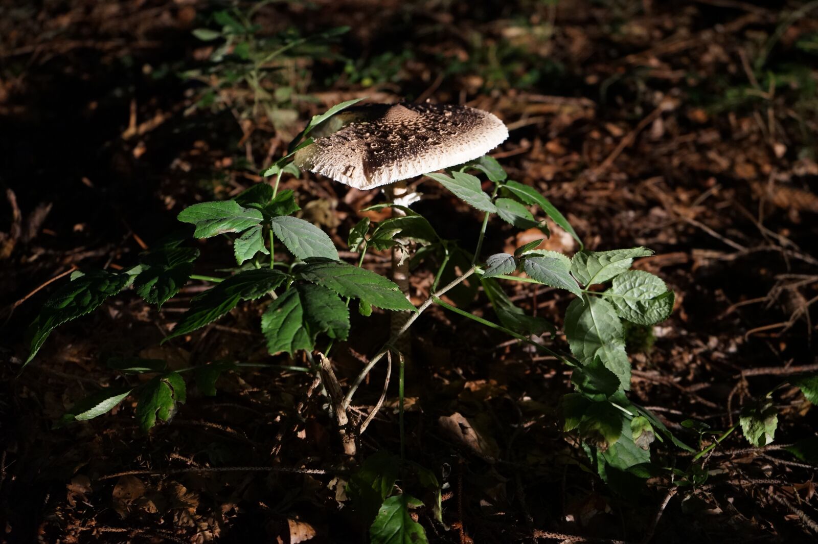 Sony FE 28-70mm F3.5-5.6 OSS sample photo. Mushroom, forest, autumn photography