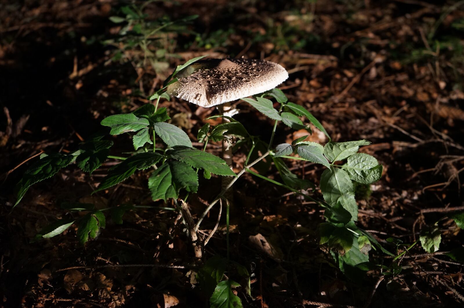 Sony a7 II + Sony FE 28-70mm F3.5-5.6 OSS sample photo. Mushroom, forest, autumn photography