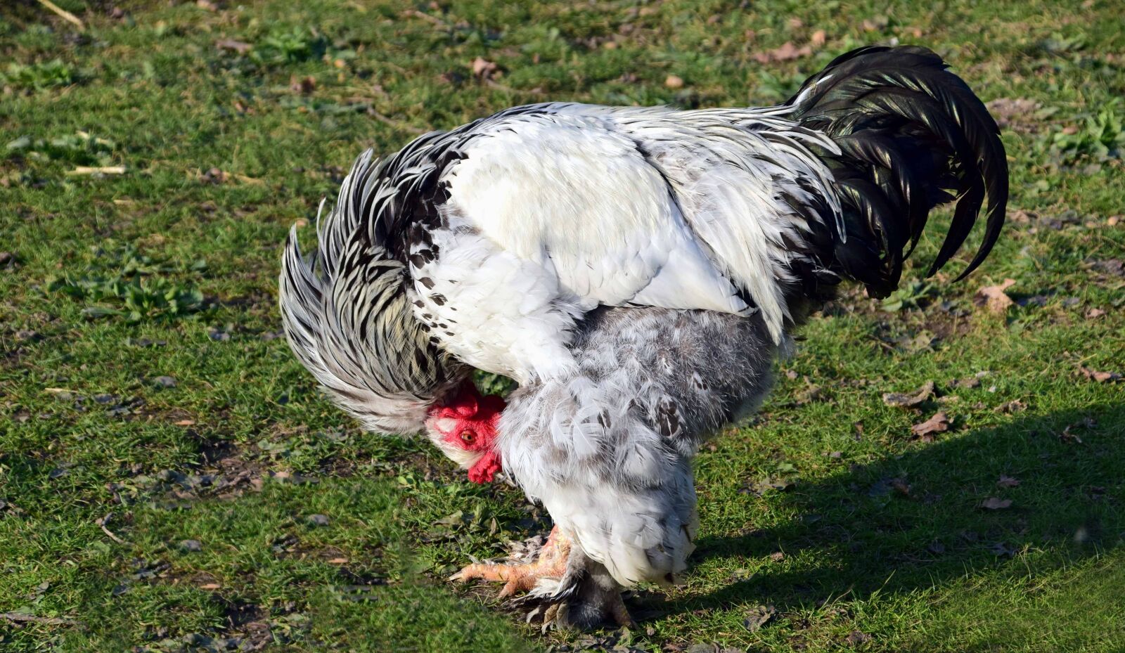 Nikon D3300 sample photo. Grass, nature, bird, animal photography