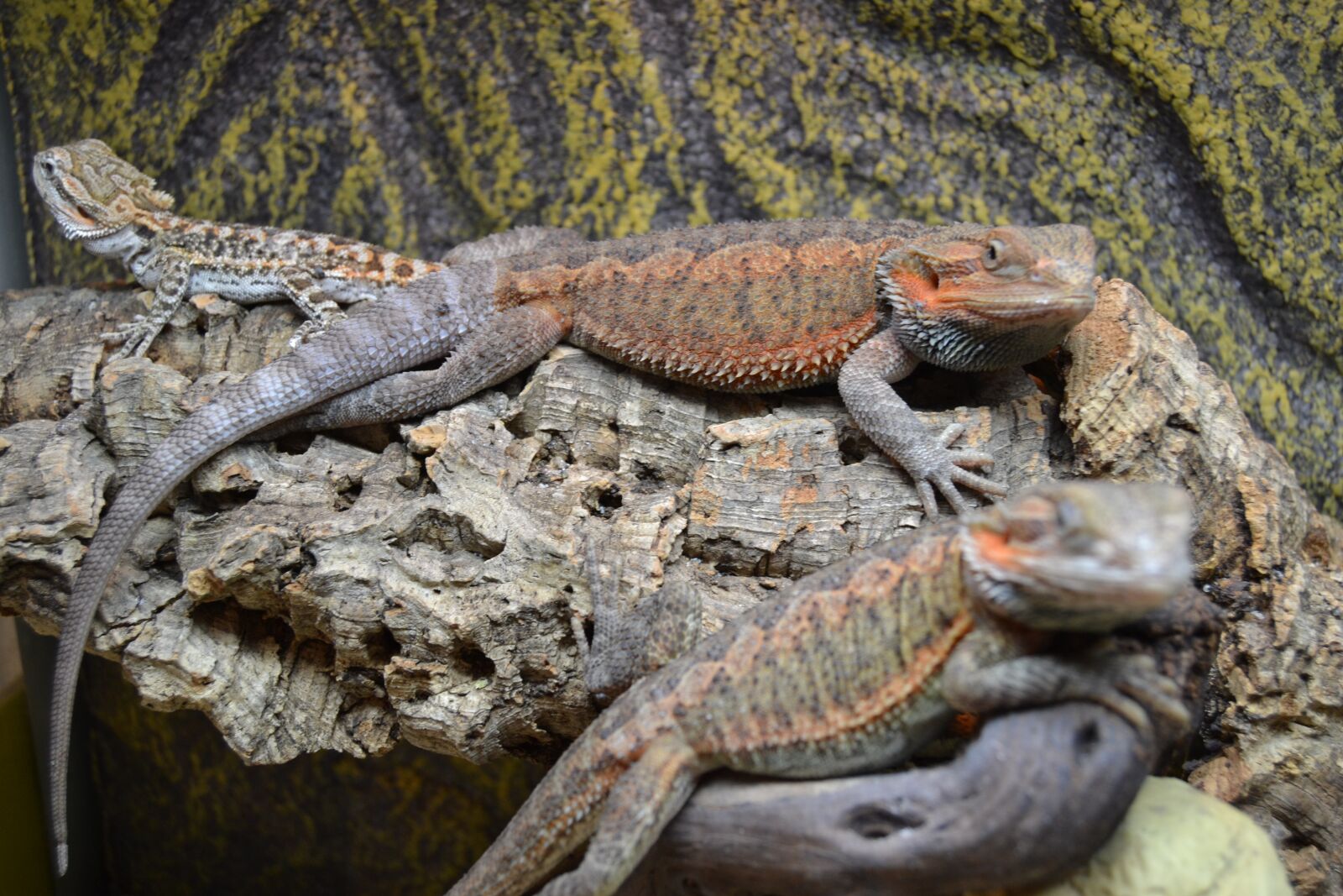 Nikon D3100 sample photo. Bearded dragon, animal, reptile photography