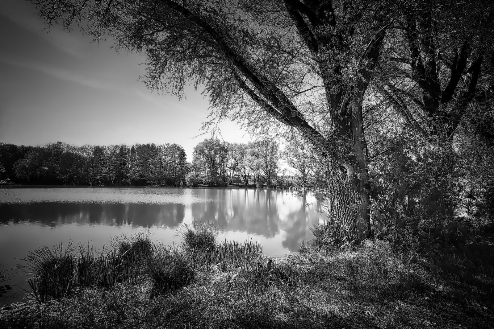 Panasonic Lumix DMC-GX8 sample photo. Tree, nature, waters photography