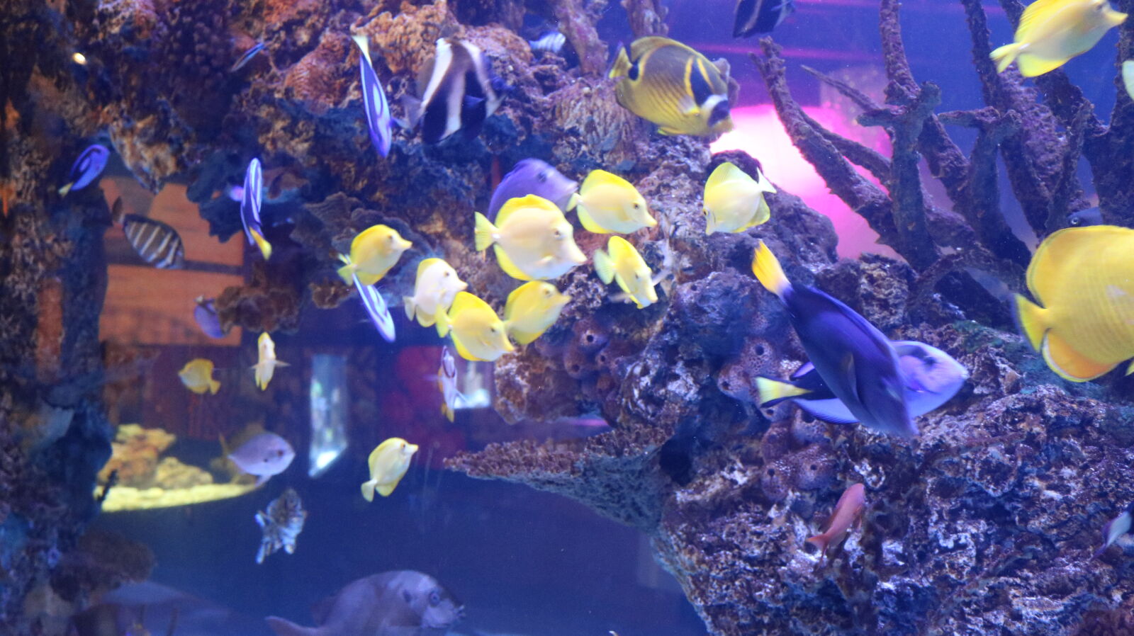 Canon EOS 750D (EOS Rebel T6i / EOS Kiss X8i) sample photo. Colorful, fish, pretty, tank photography