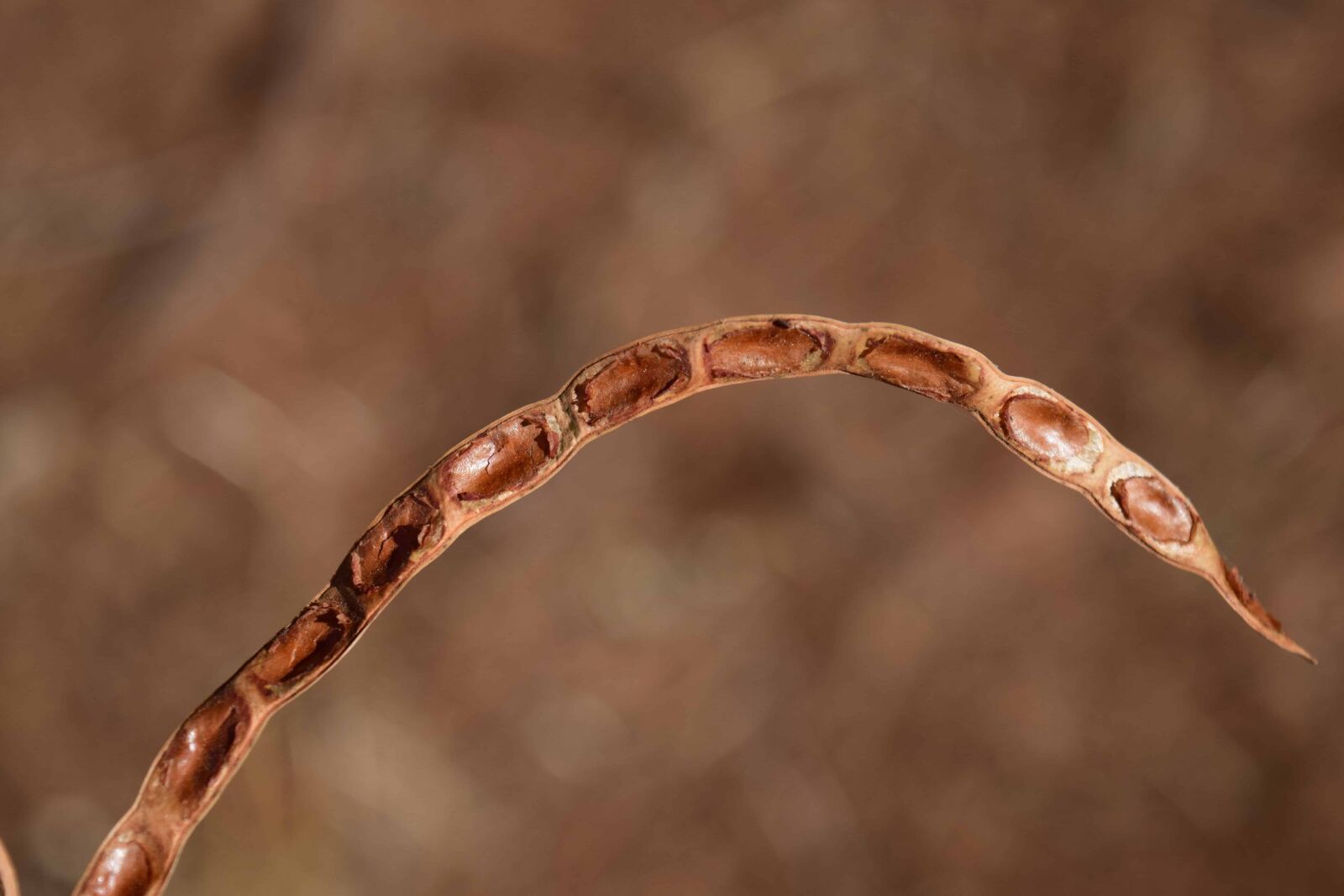 Nikon D3300 sample photo. Seed, plant, autumn, dry photography