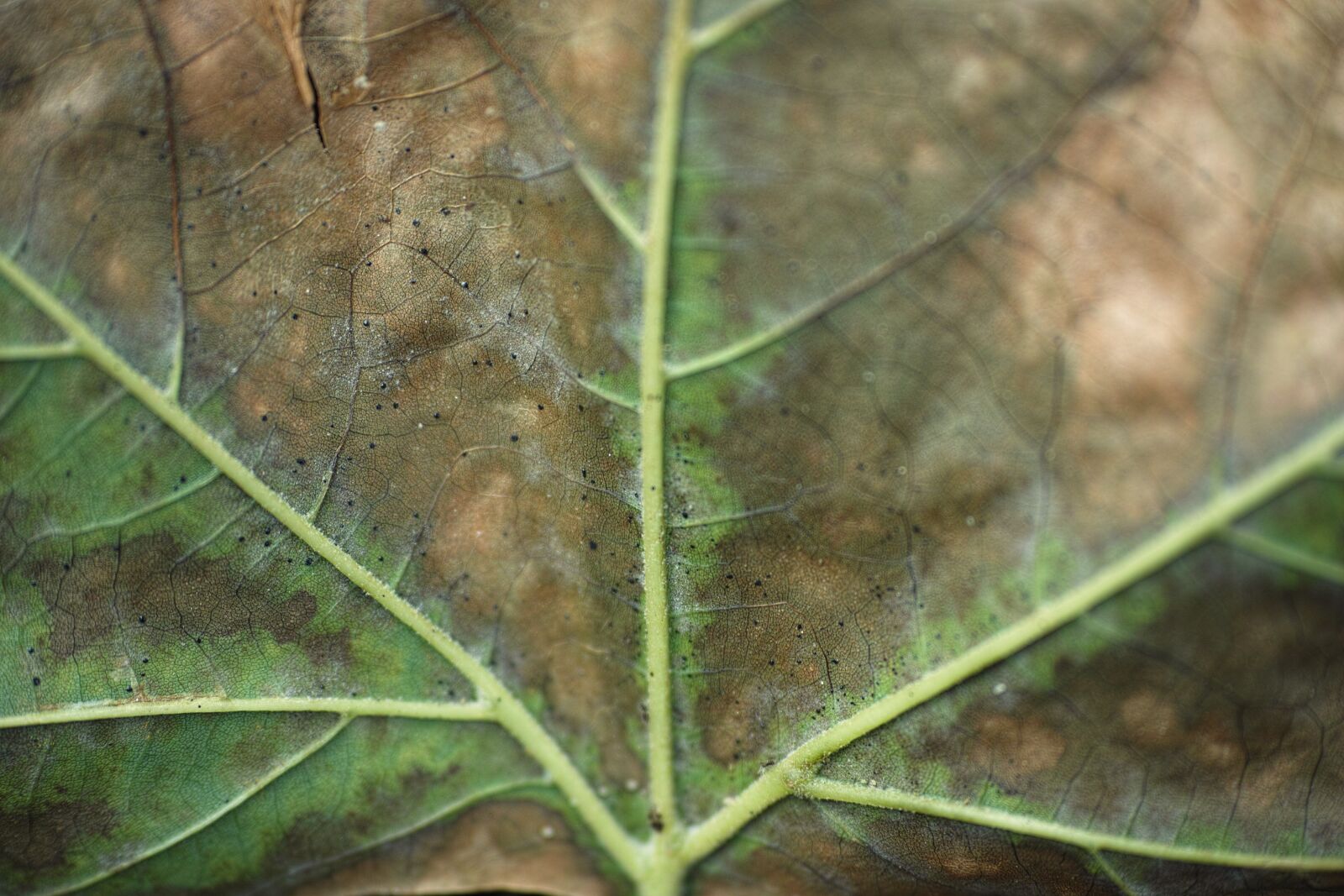 Sigma DP3 Merrill sample photo. Leaves, vein, macro photography