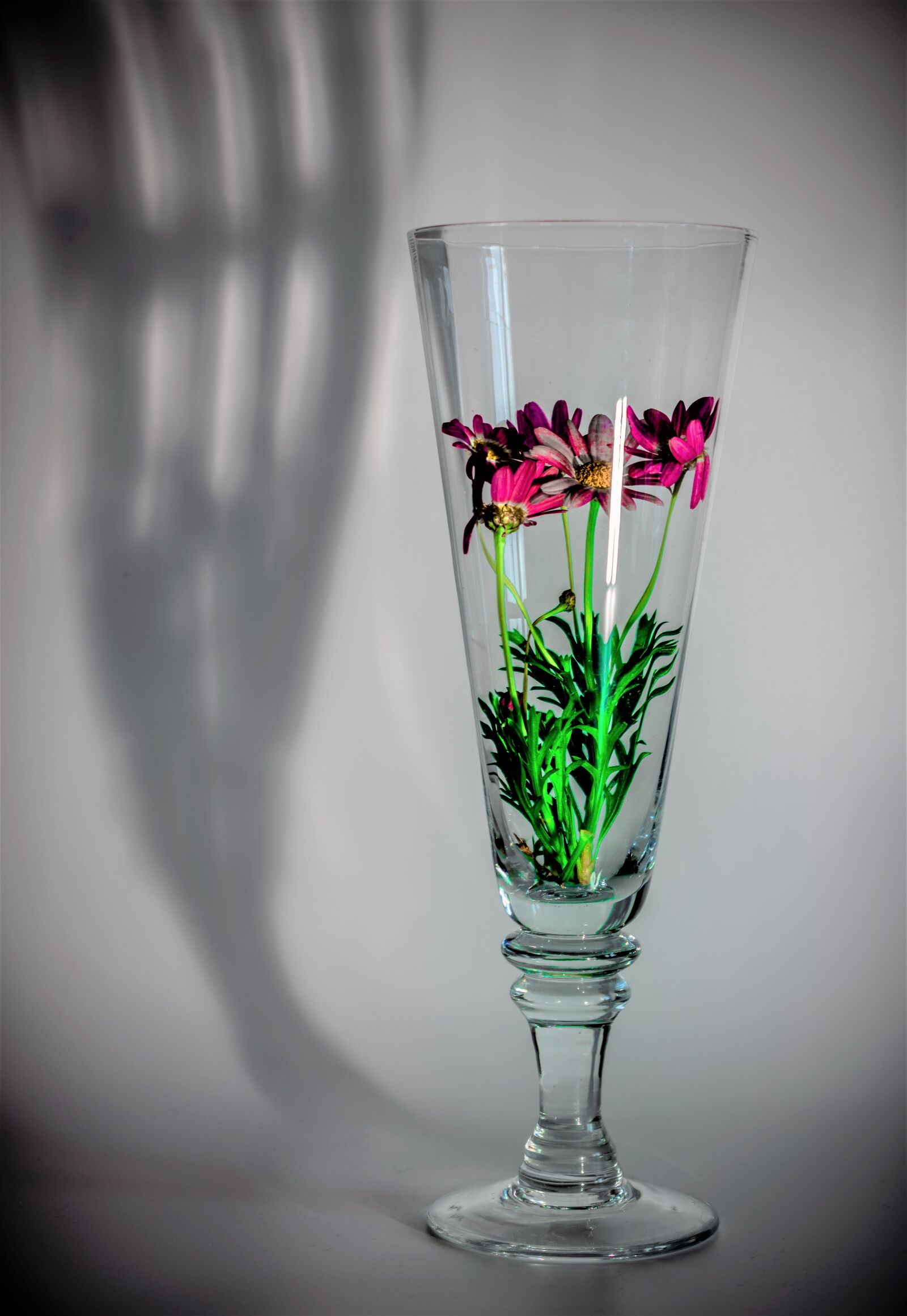 Nikon D5600 sample photo. Vase, ombre, fleurs photography
