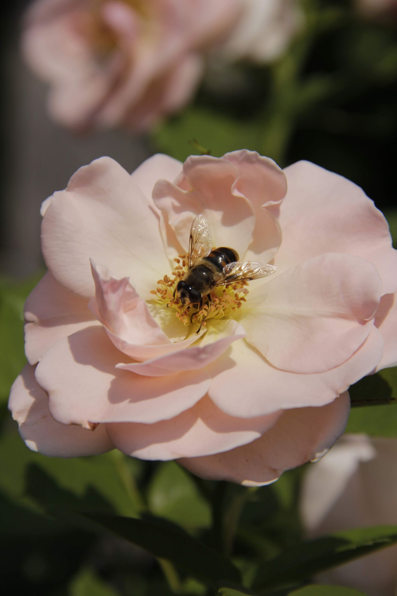 Canon EOS 60D sample photo. Rose, bee, blossom photography