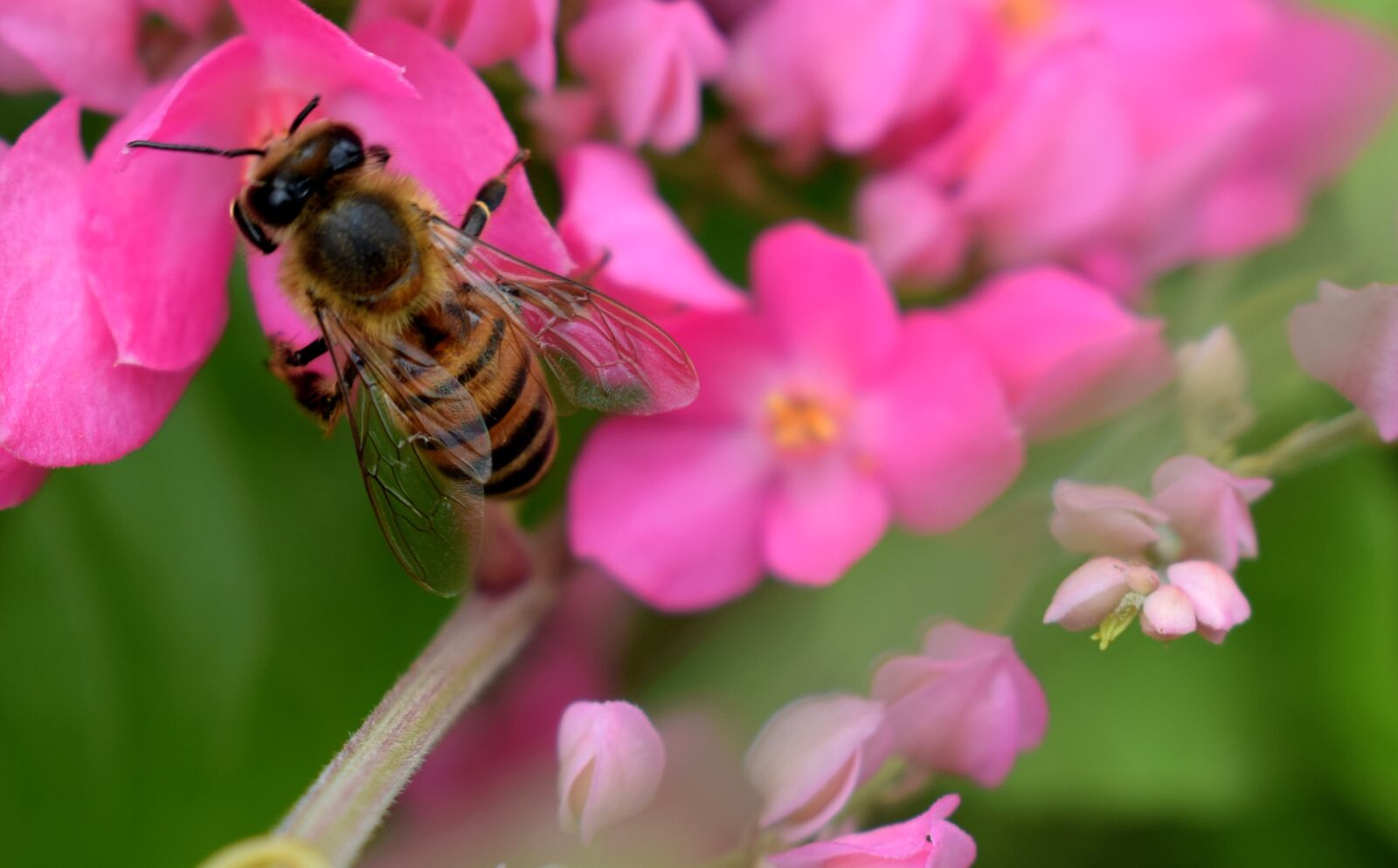 Nikon D5300 sample photo. Flowers, orchids, bee photography