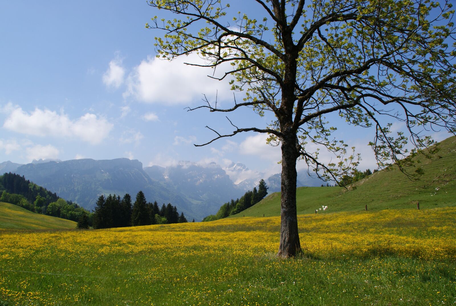 Sony Alpha DSLR-A390 sample photo. Appenzell, appenzellerland, mountain meadow photography