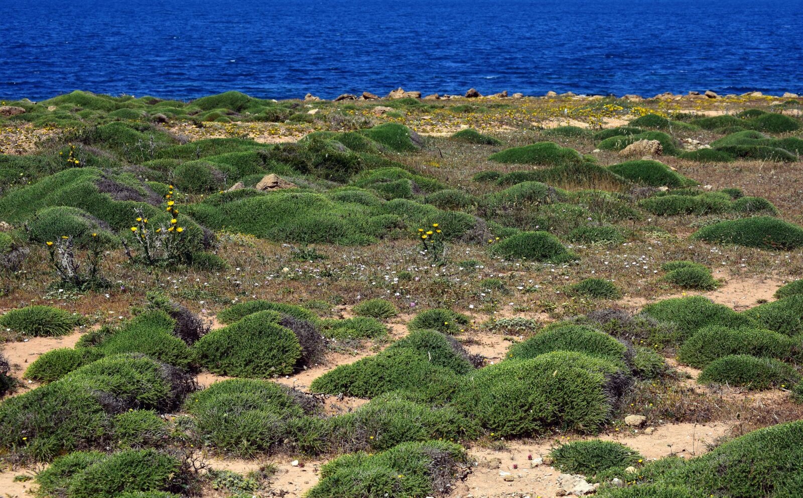 Nikon D3300 sample photo. Coast, vegetation, nature photography