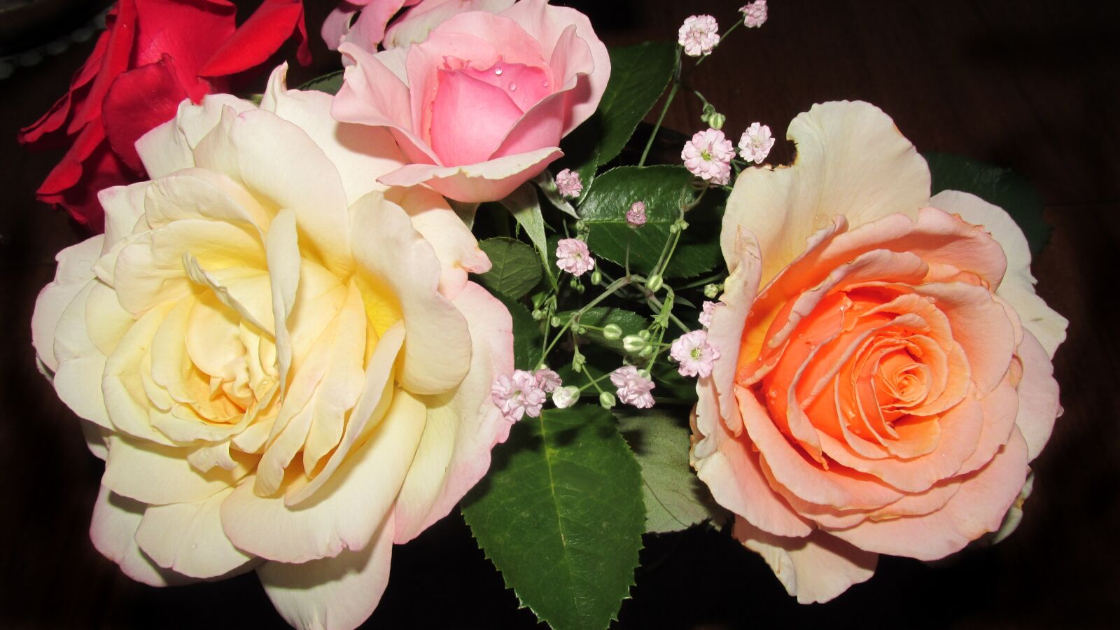 Canon PowerShot SX170 IS sample photo. Flowers, roses, petal photography