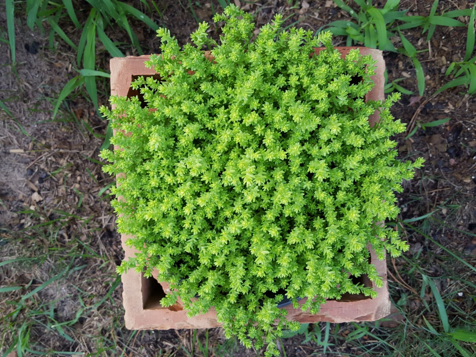 Samsung Galaxy S6 sample photo. Plant in a pot photography
