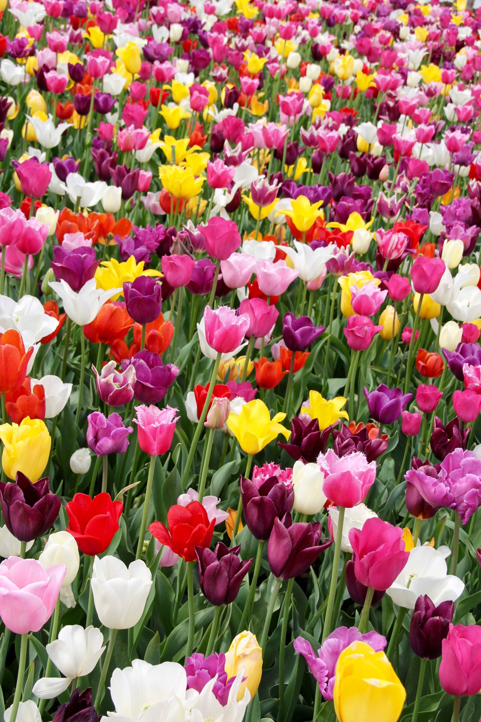Canon EOS 60D sample photo. Tulips, tulip field, tulpenbluete photography