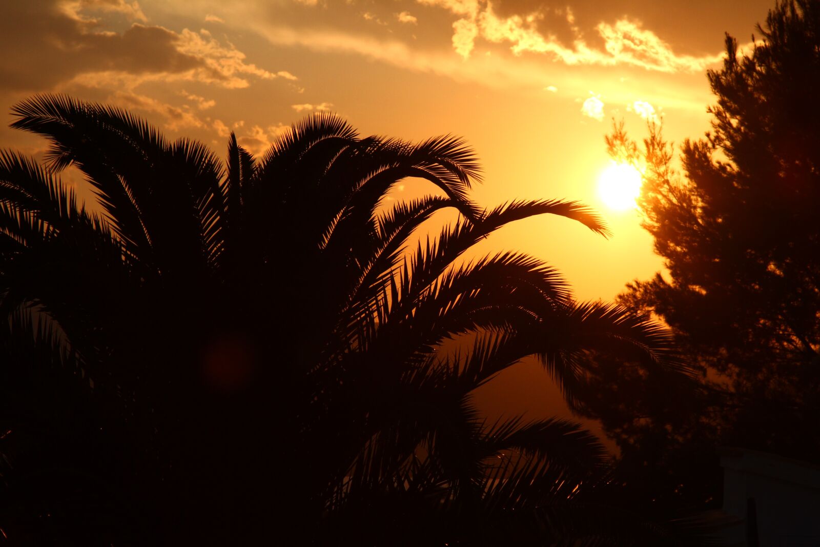 Canon EOS 7D + Canon EF 24-105mm F4L IS USM sample photo. Sunset, palm, holiday photography