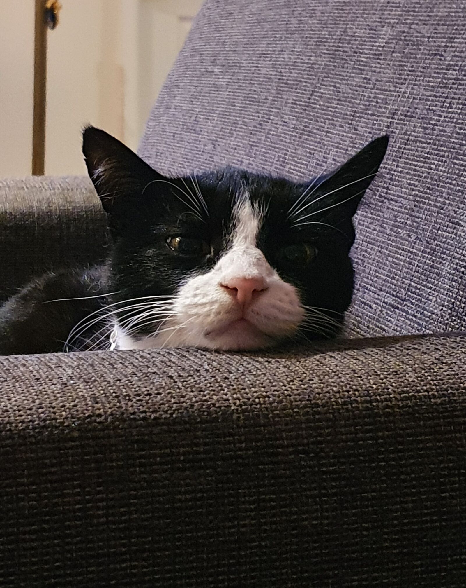 Samsung Galaxy S10 sample photo. Cat, feline, animal photography