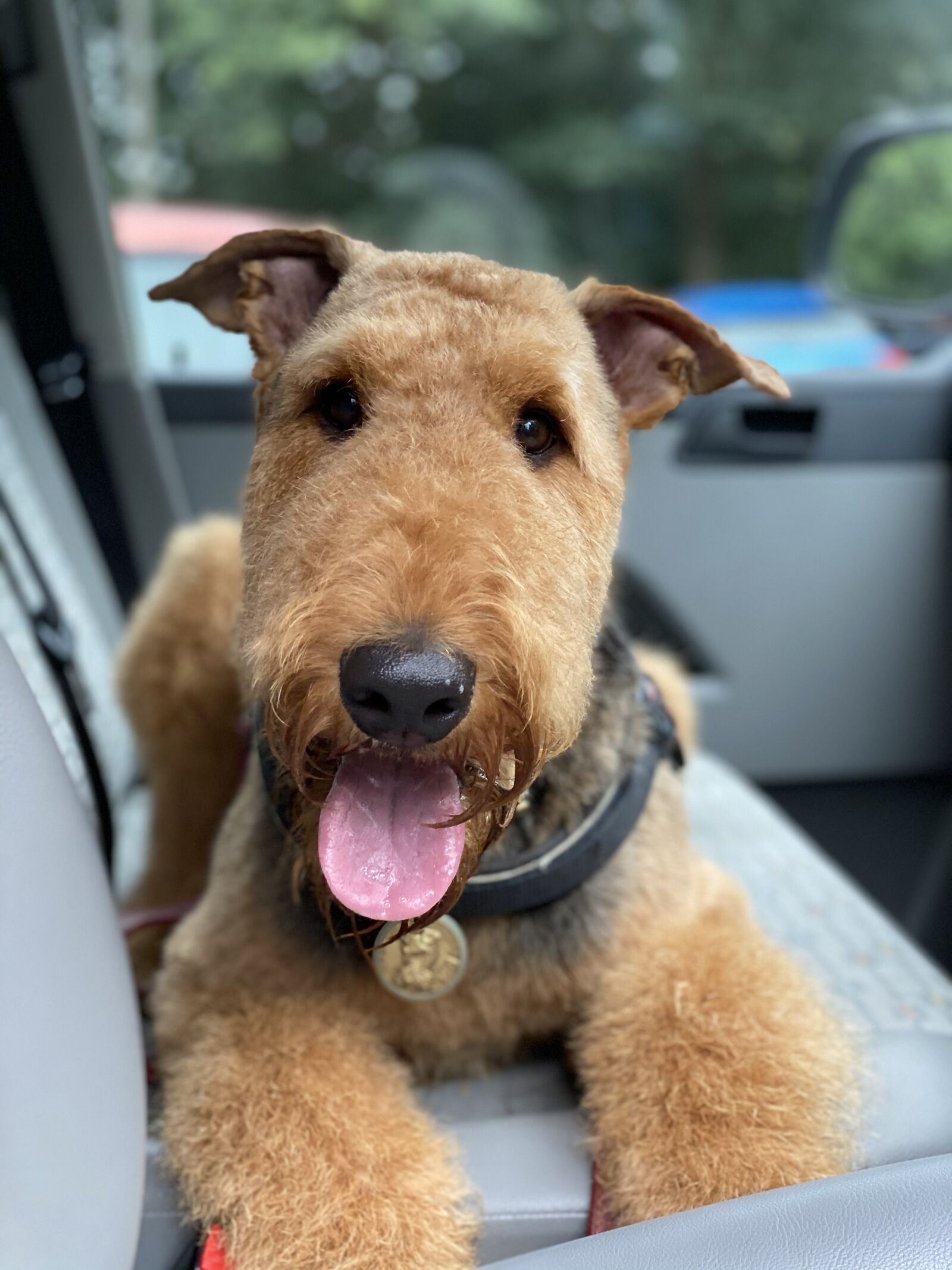 iPhone 11 Pro back dual camera 6mm f/2 sample photo. Airedale, terrier, charlie photography