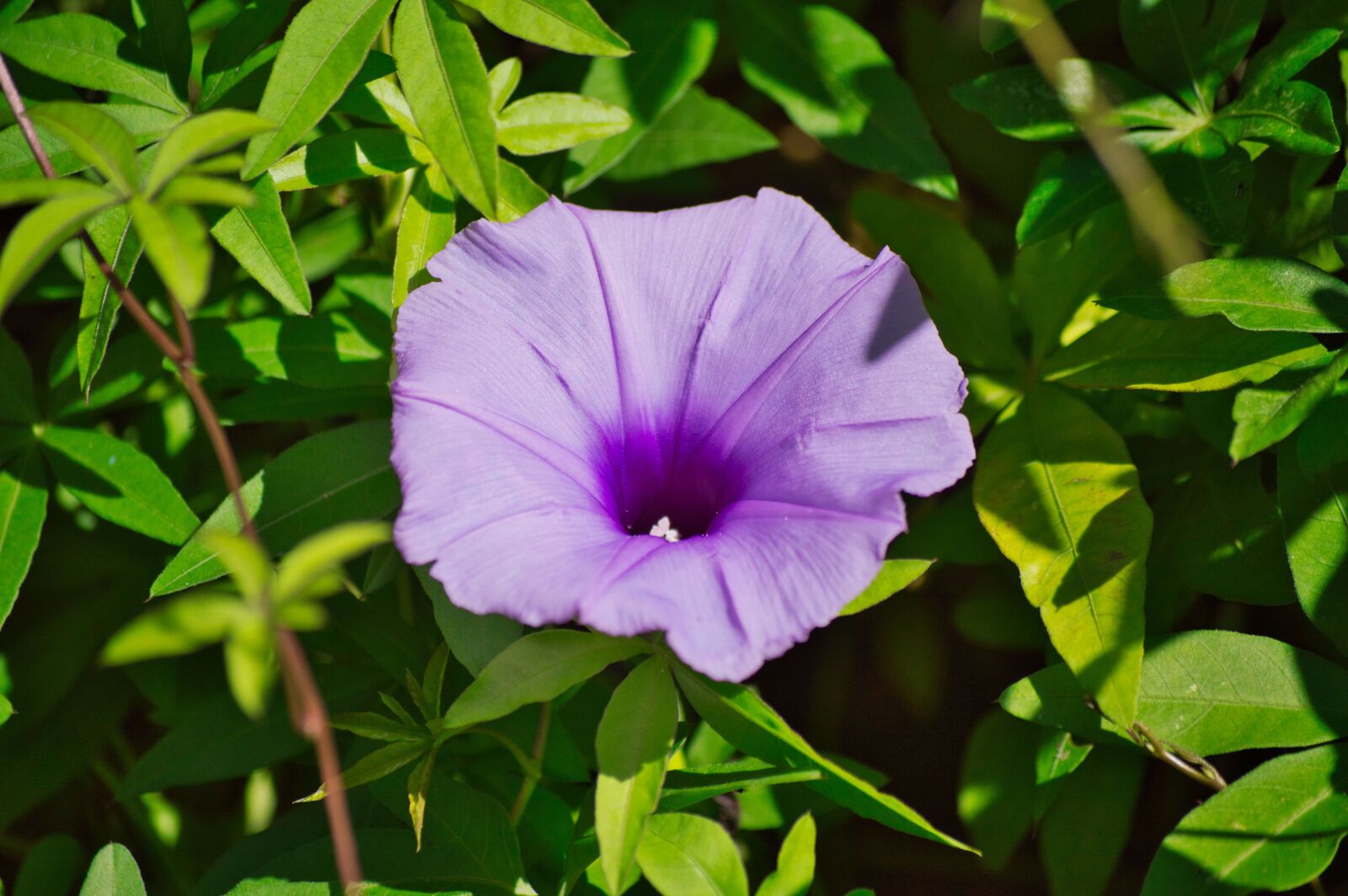 Nikon D3200 sample photo. Costa rica, flowers, garden photography