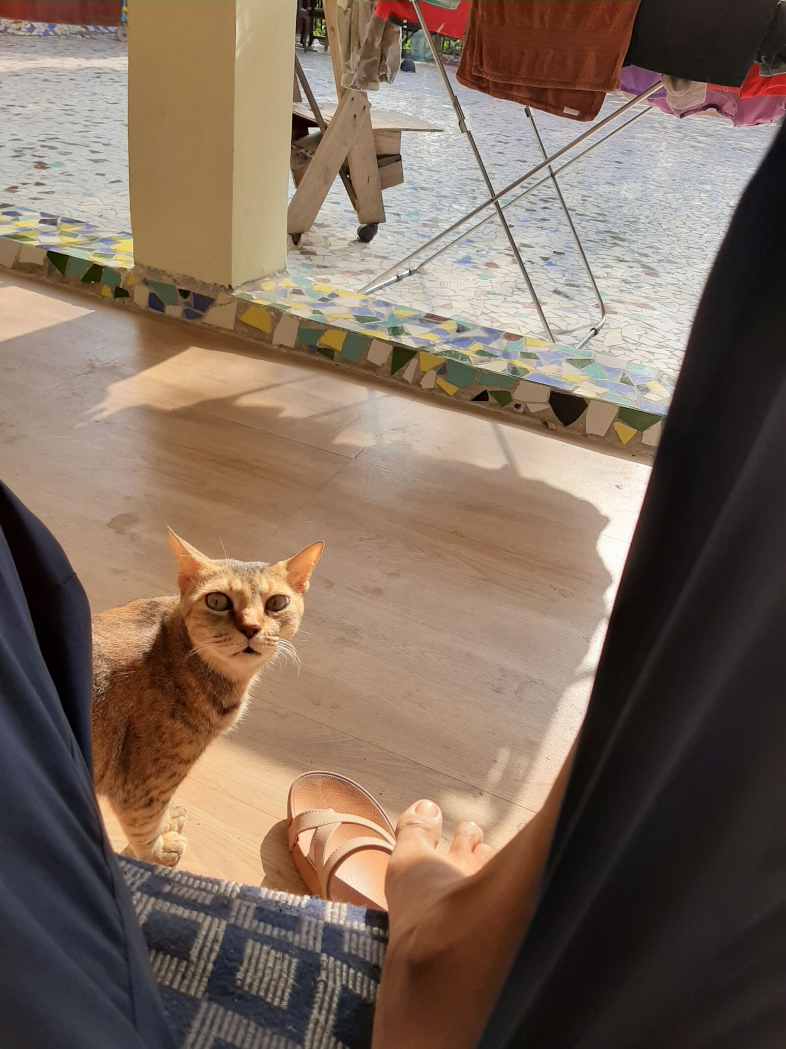 Samsung Galaxy A50 sample photo. Cat, curious cat, pet photography