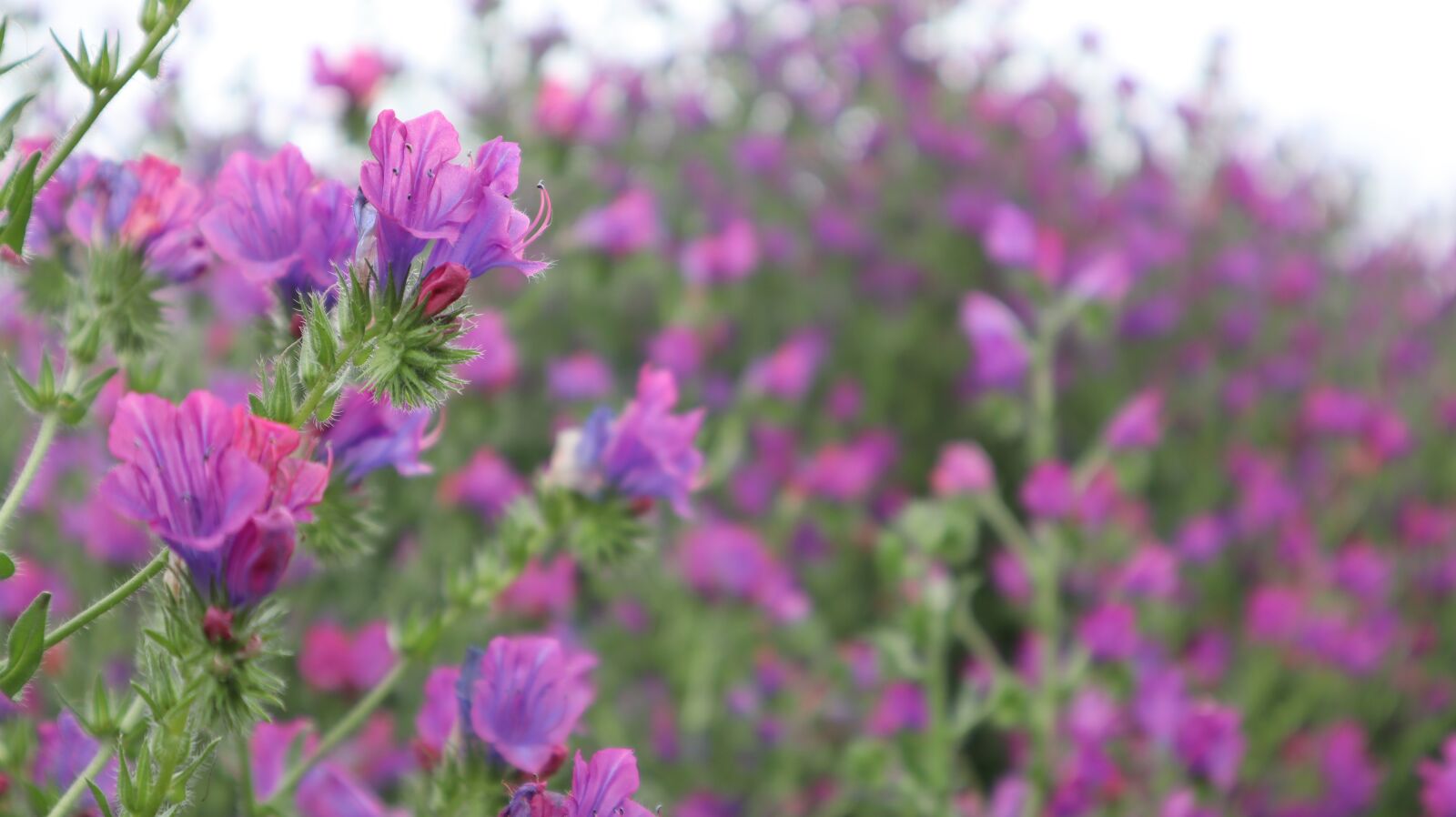 Canon EF-M 15-45mm F3.5-6.3 IS STM sample photo. Field, flowers, beautiful photography