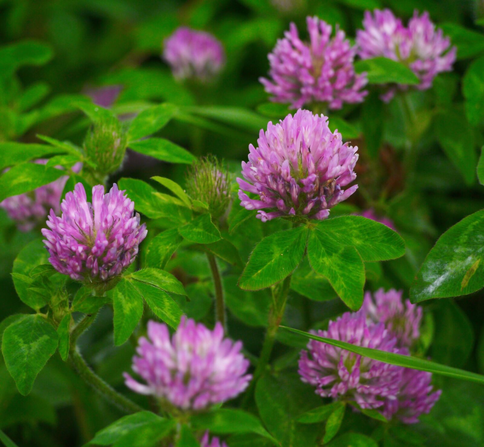 Panasonic Lumix DMC-GX1 sample photo. Rengeso, astragalus, lotus flower photography