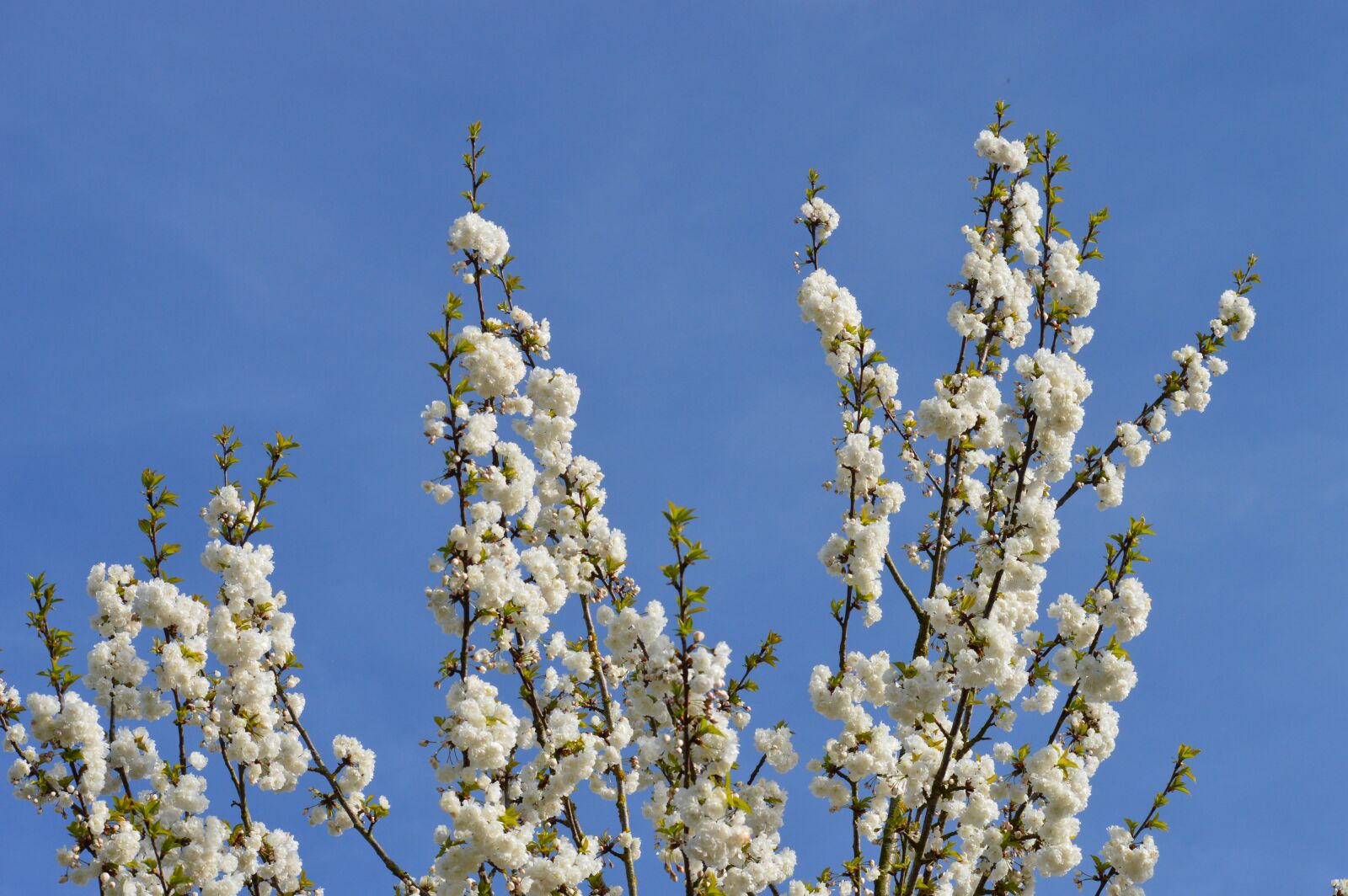Nikon D3200 sample photo. Spring, cherry, tree photography