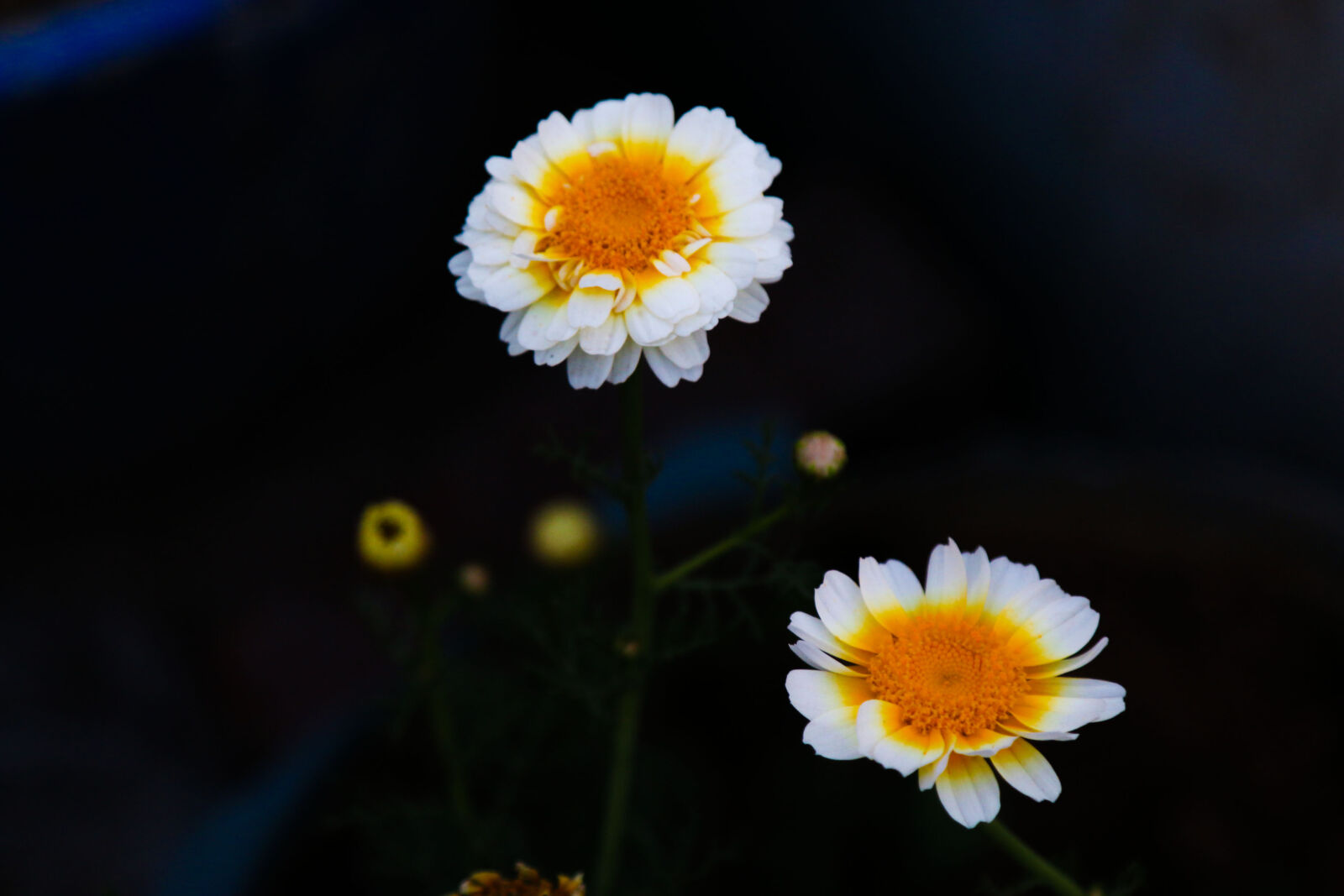 Canon EF 24-105mm F4L IS USM sample photo