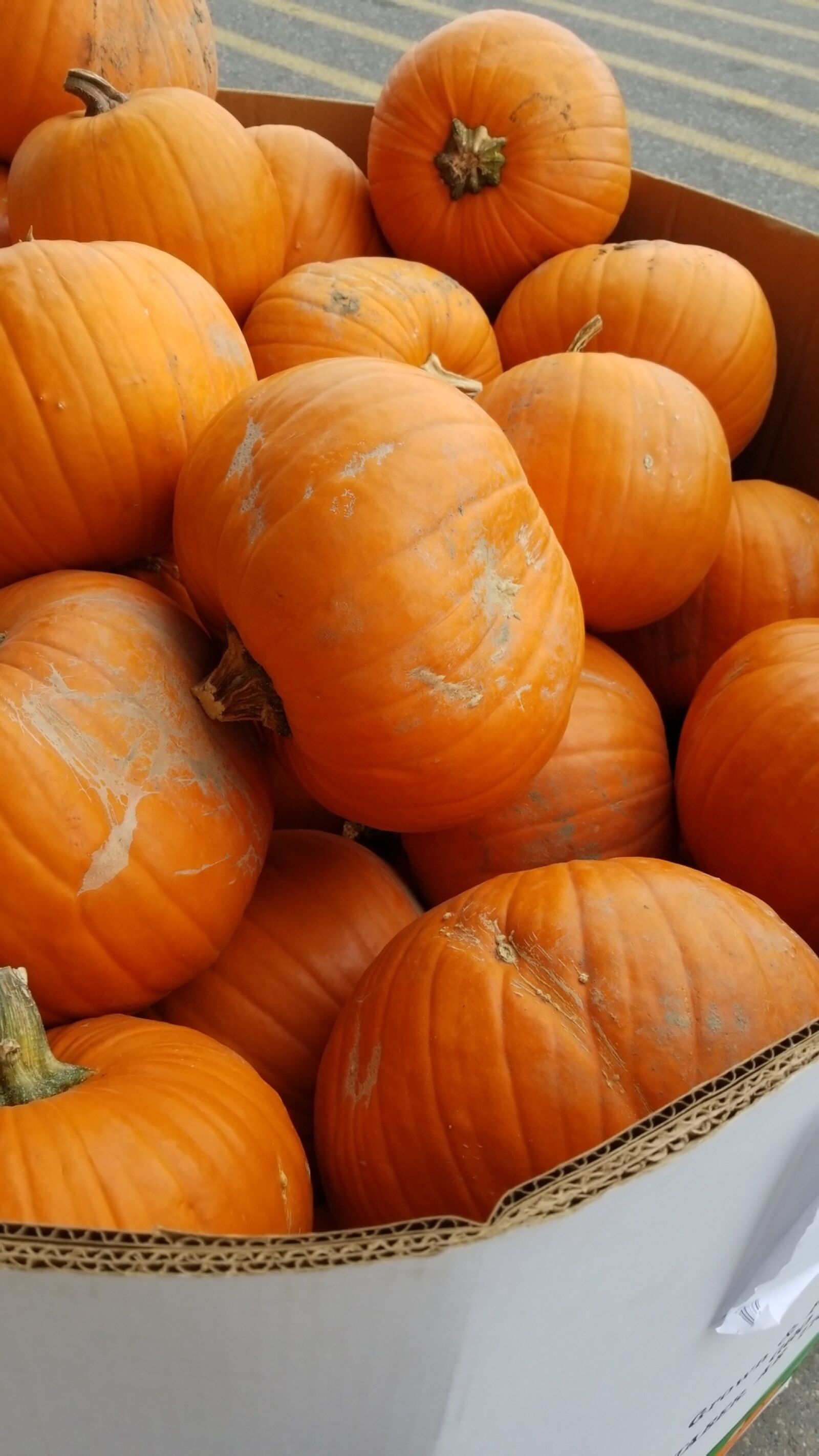 Samsung Galaxy S8 sample photo. Pumpkins, pumpkin, orange photography