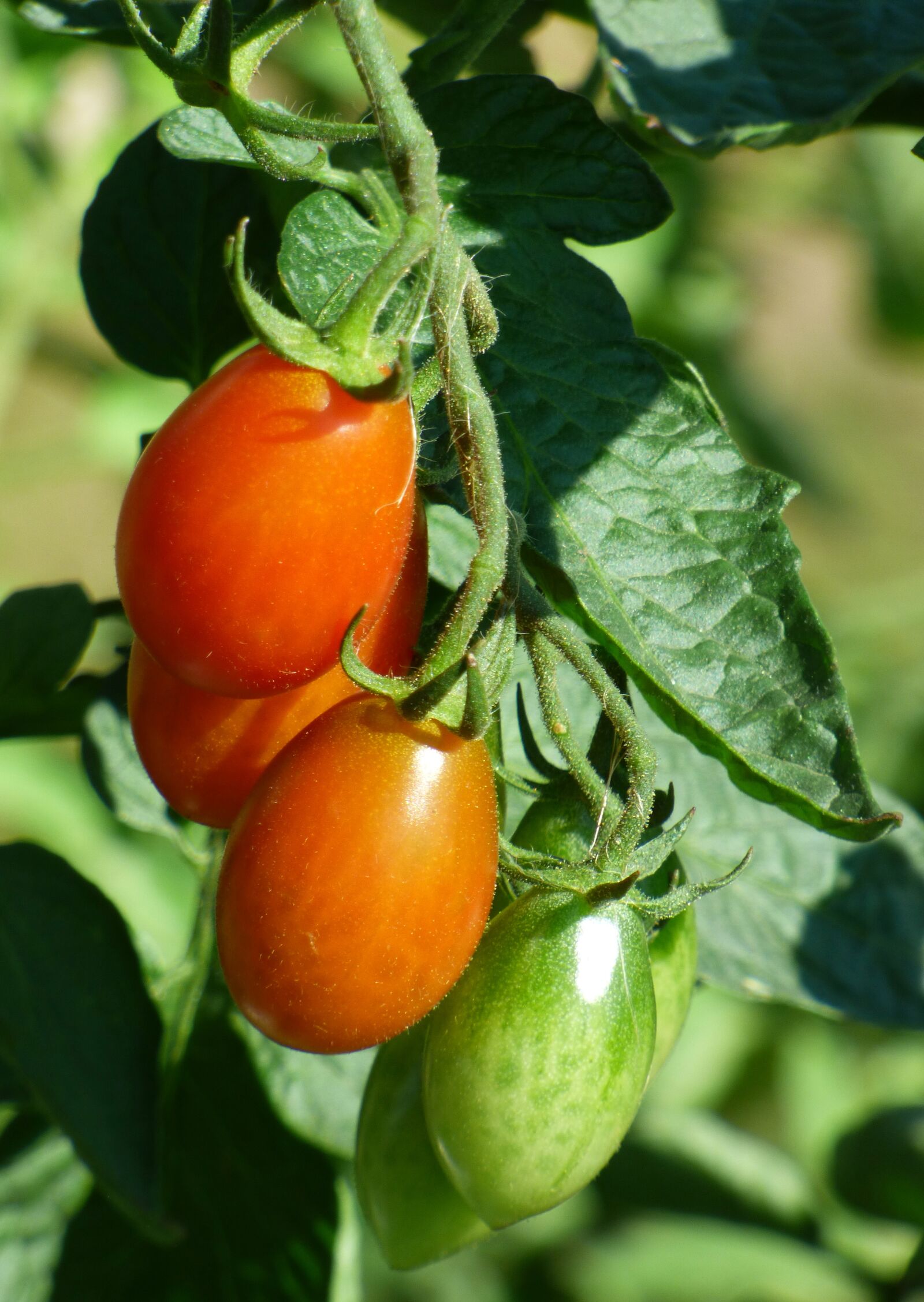 Panasonic DMC-FZ72 sample photo. Tomatoes, garden, bio photography