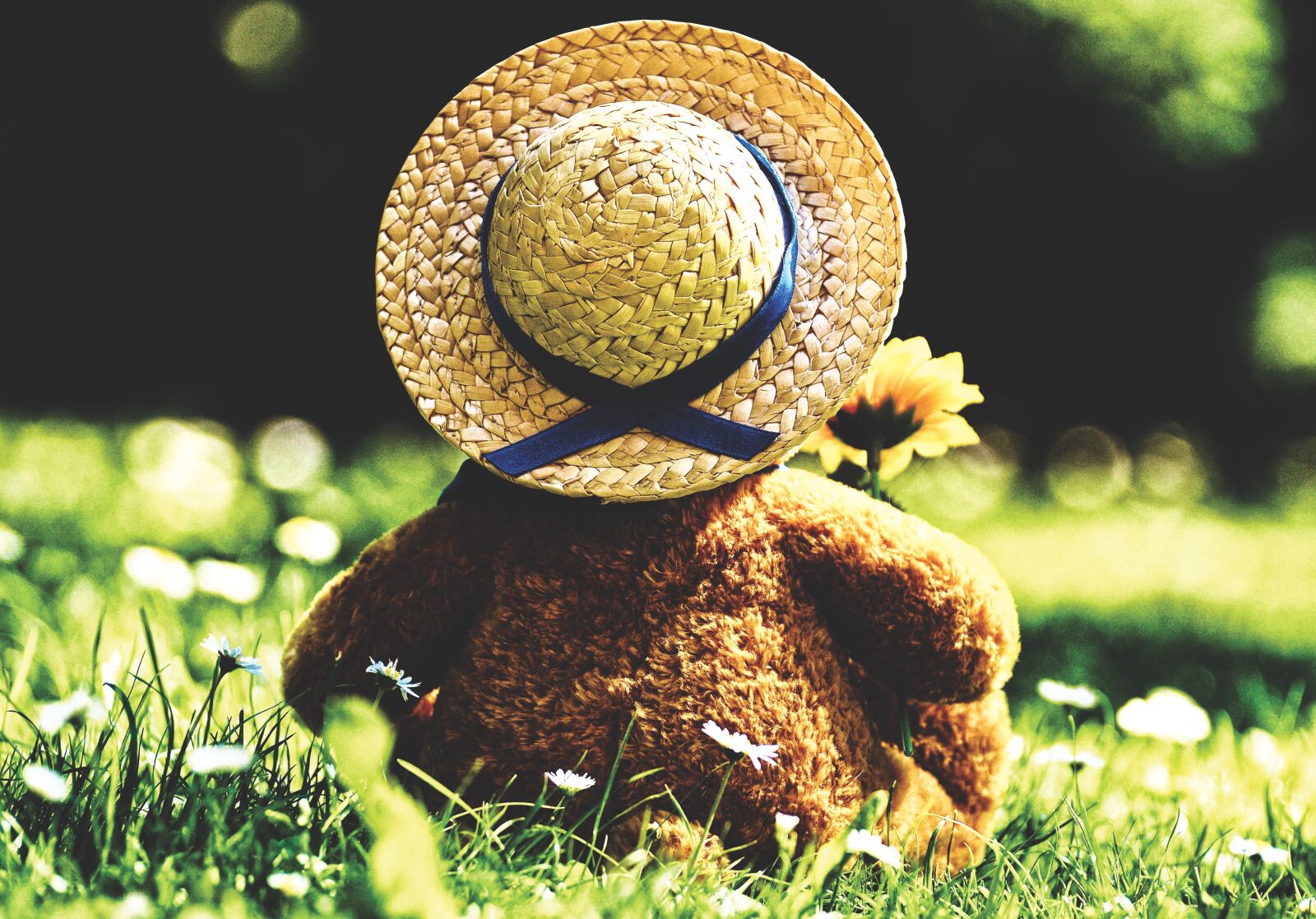 Nikon D3200 sample photo. Teddy bear, bear, bears photography