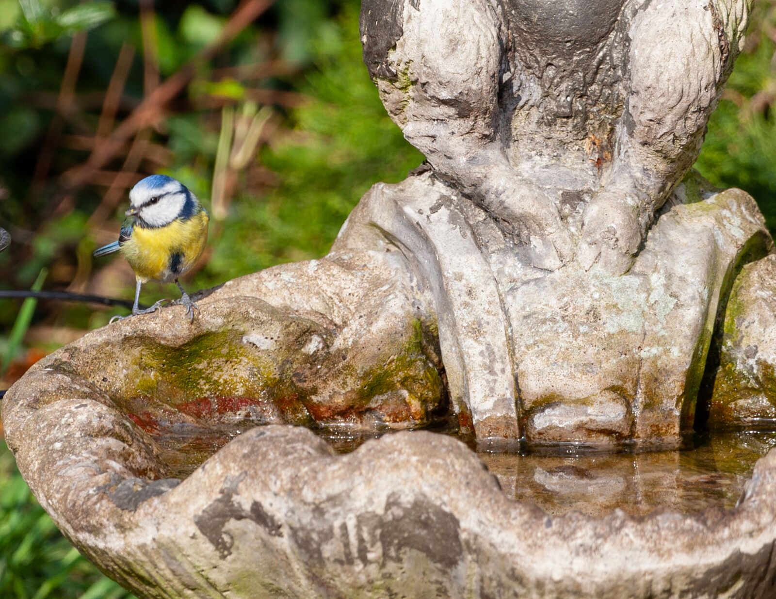 Canon EOS 5D Mark II sample photo. Blue tit on bird photography