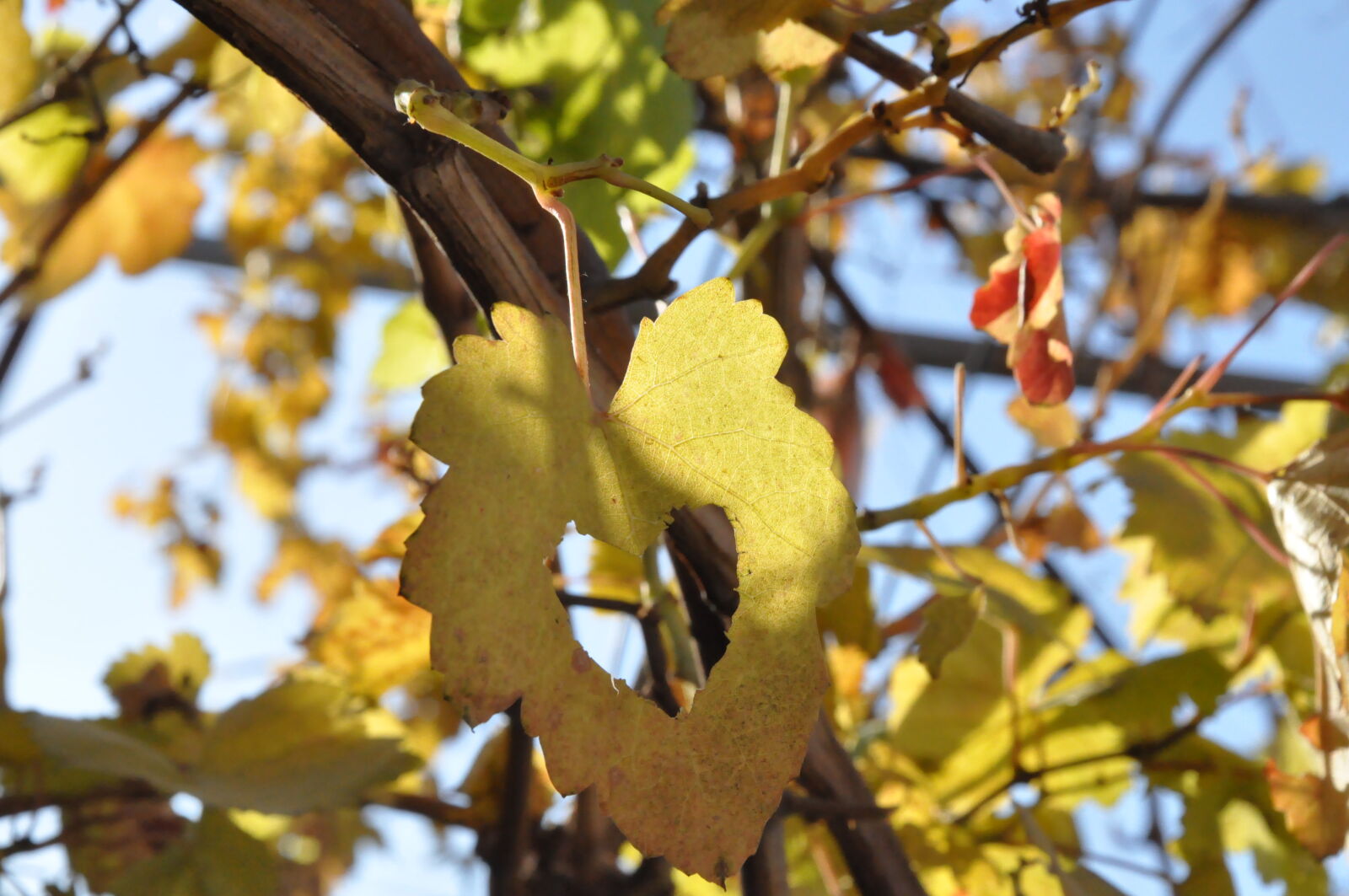 Nikon D90 sample photo